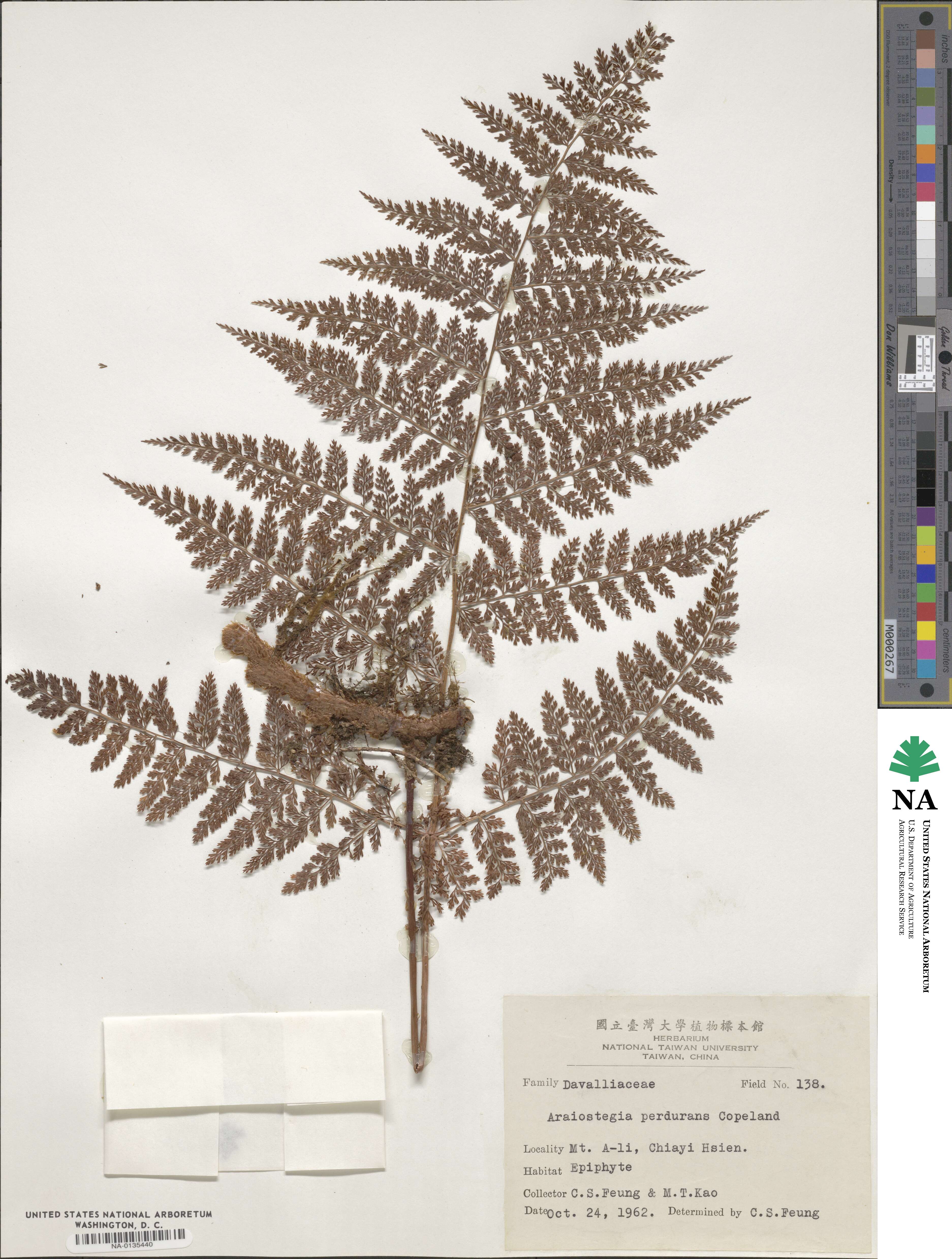 Davallia perdurans image