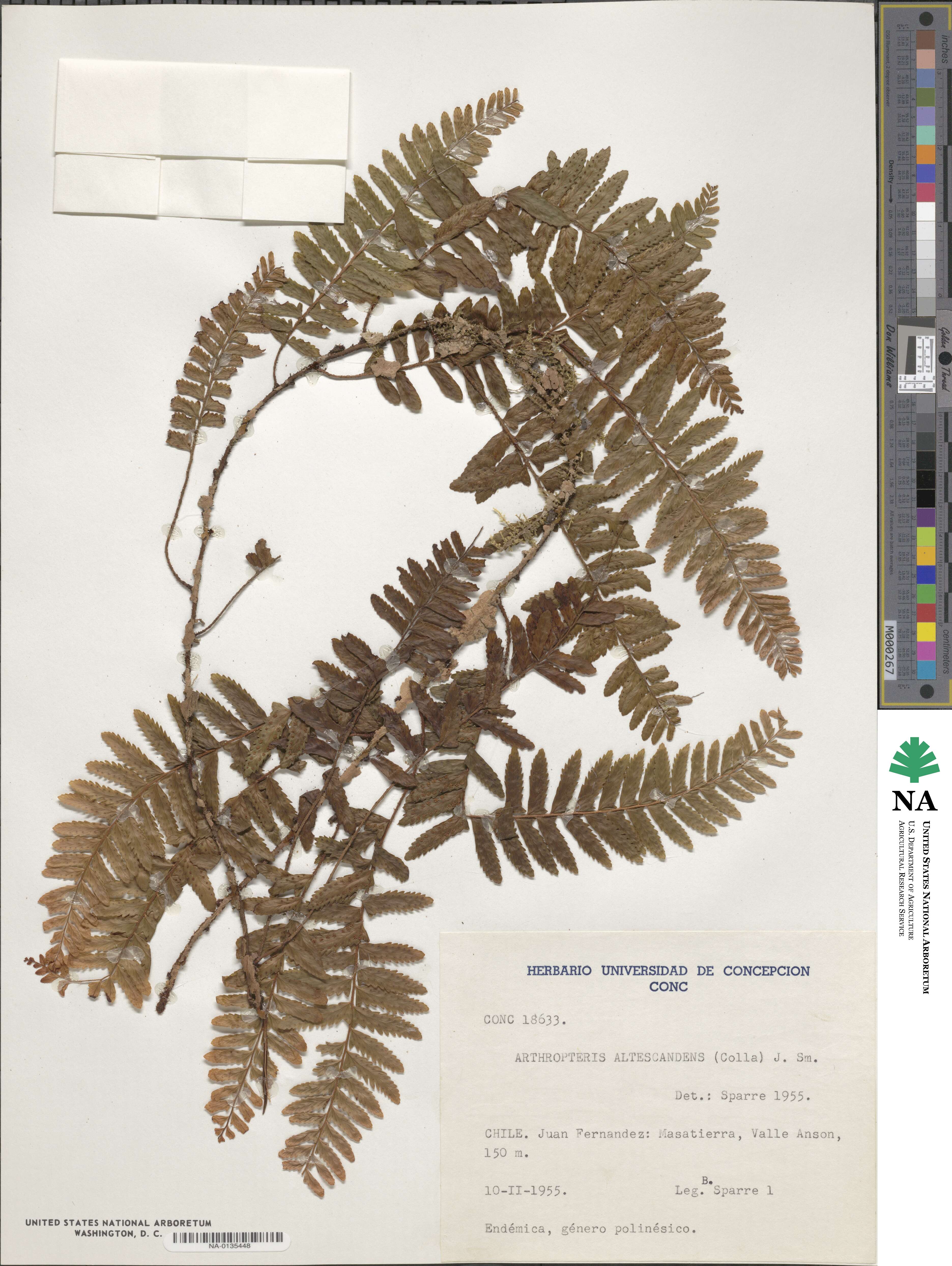 Arthropteris altescandens image
