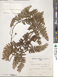 Arthropteris altescandens image