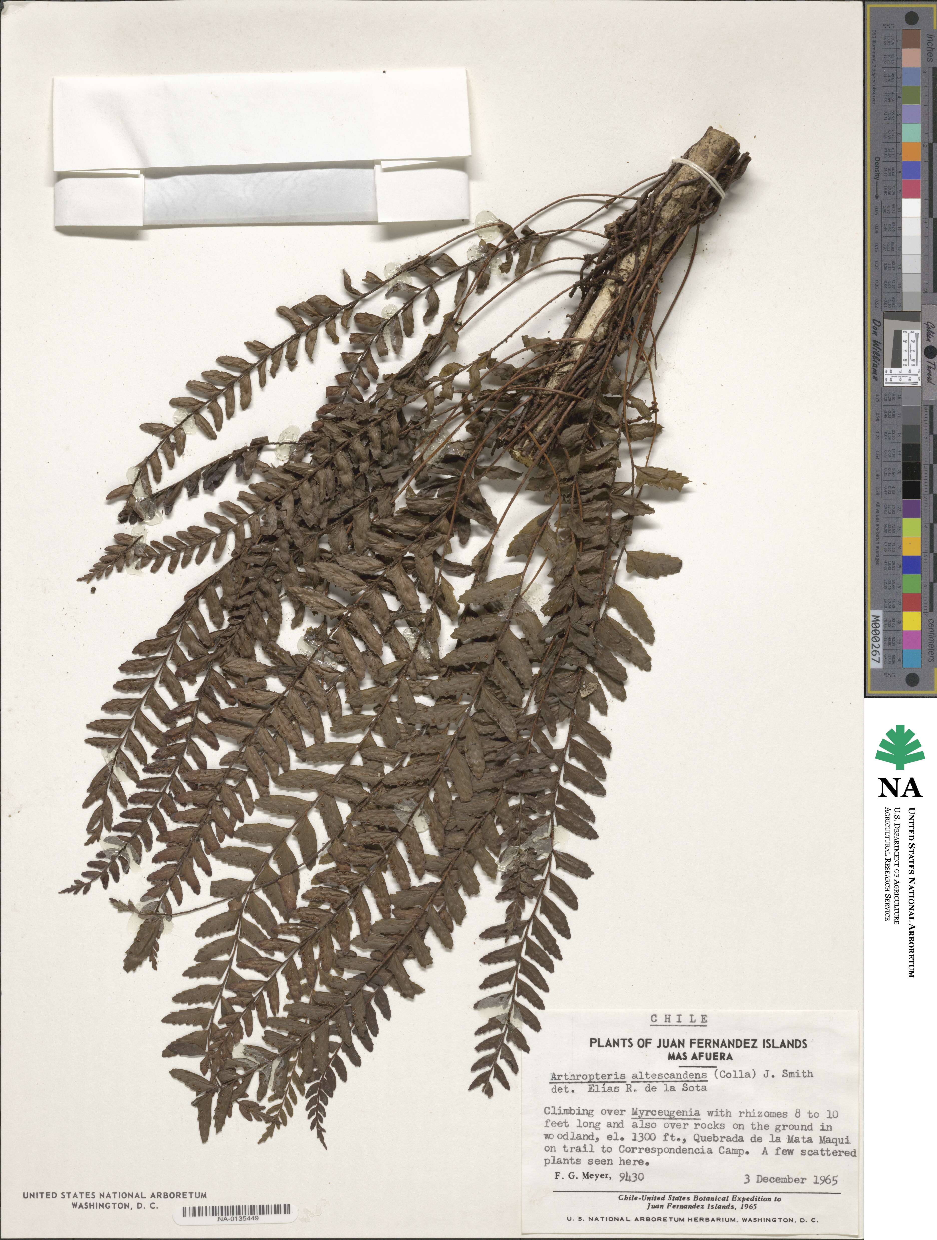 Arthropteris altescandens image