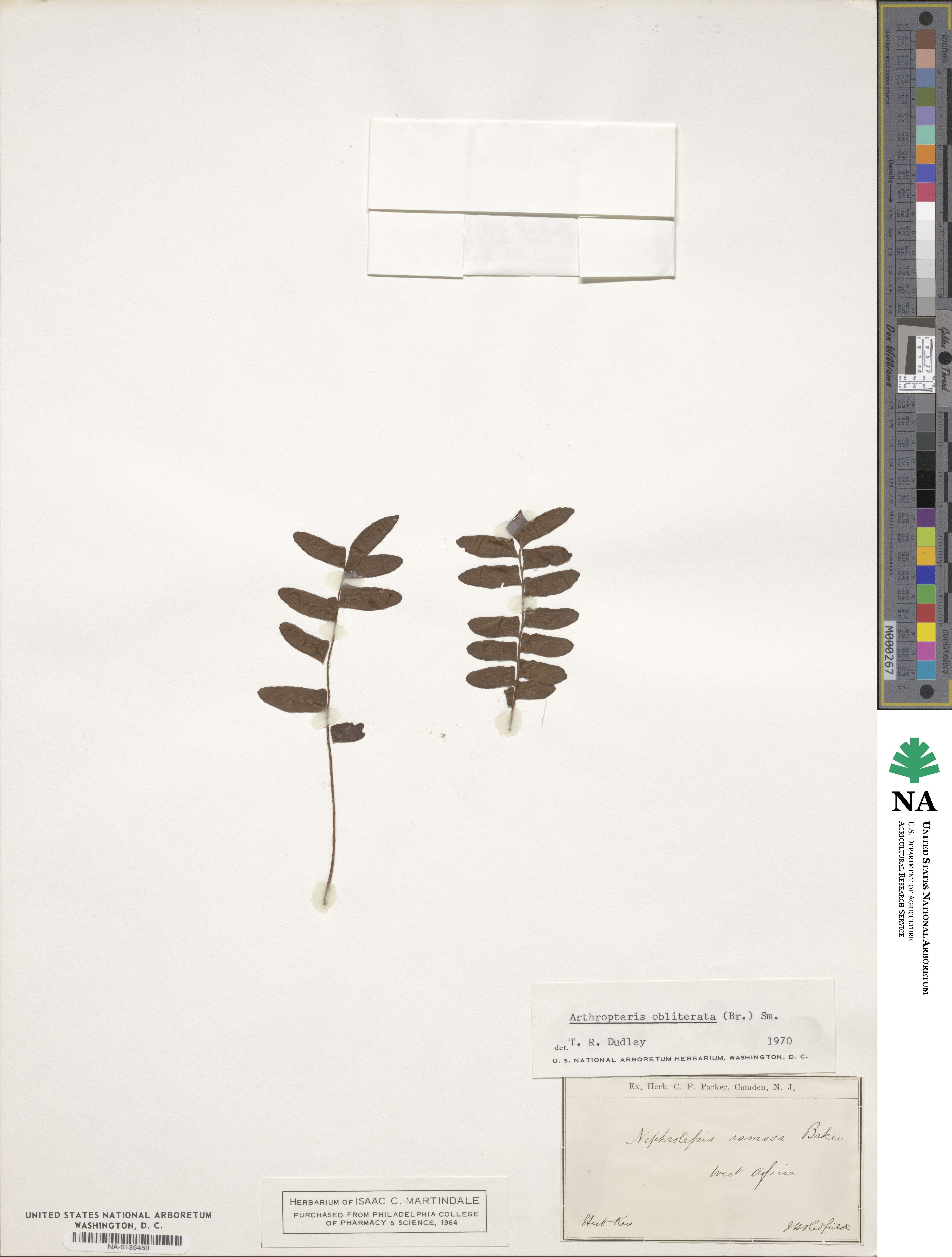 Arthropteris palisotii image
