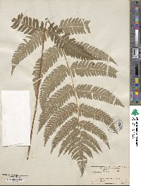 Dryopteris goldieana image