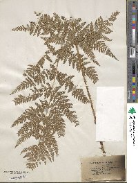 Dryopteris dilatata image