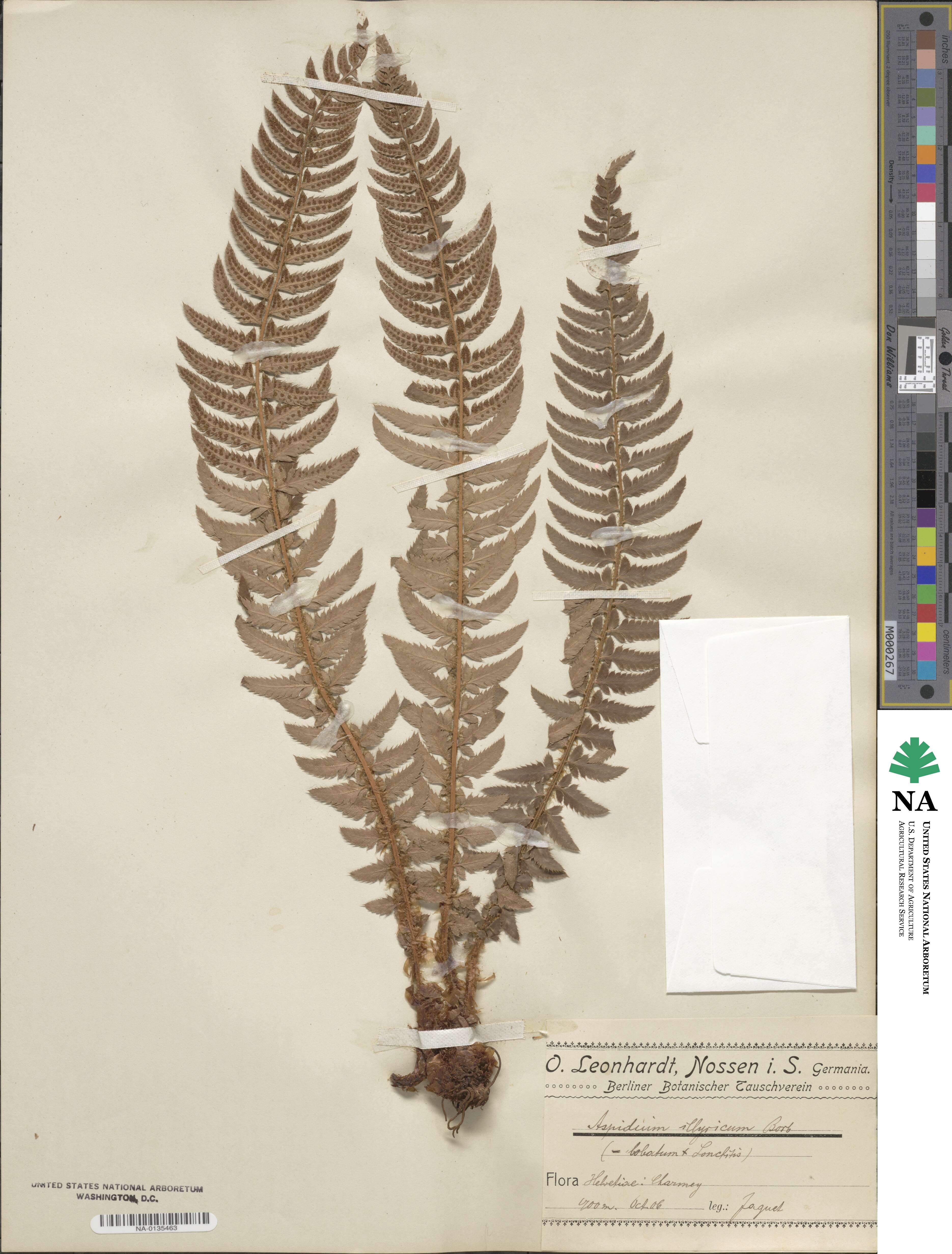 Polystichum illyricum image