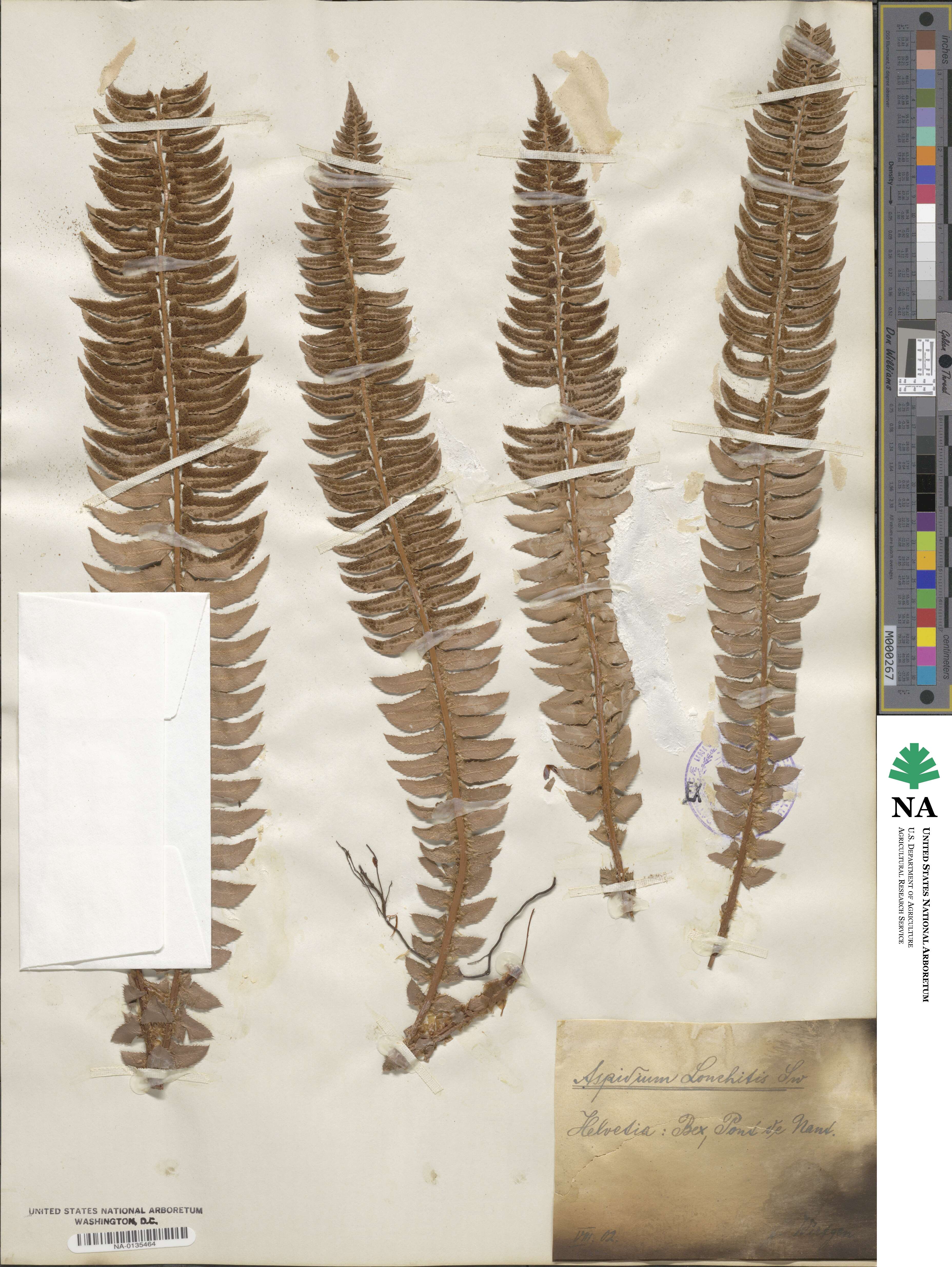 Polystichum lonchitis image