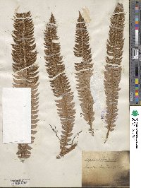 Polystichum lonchitis image