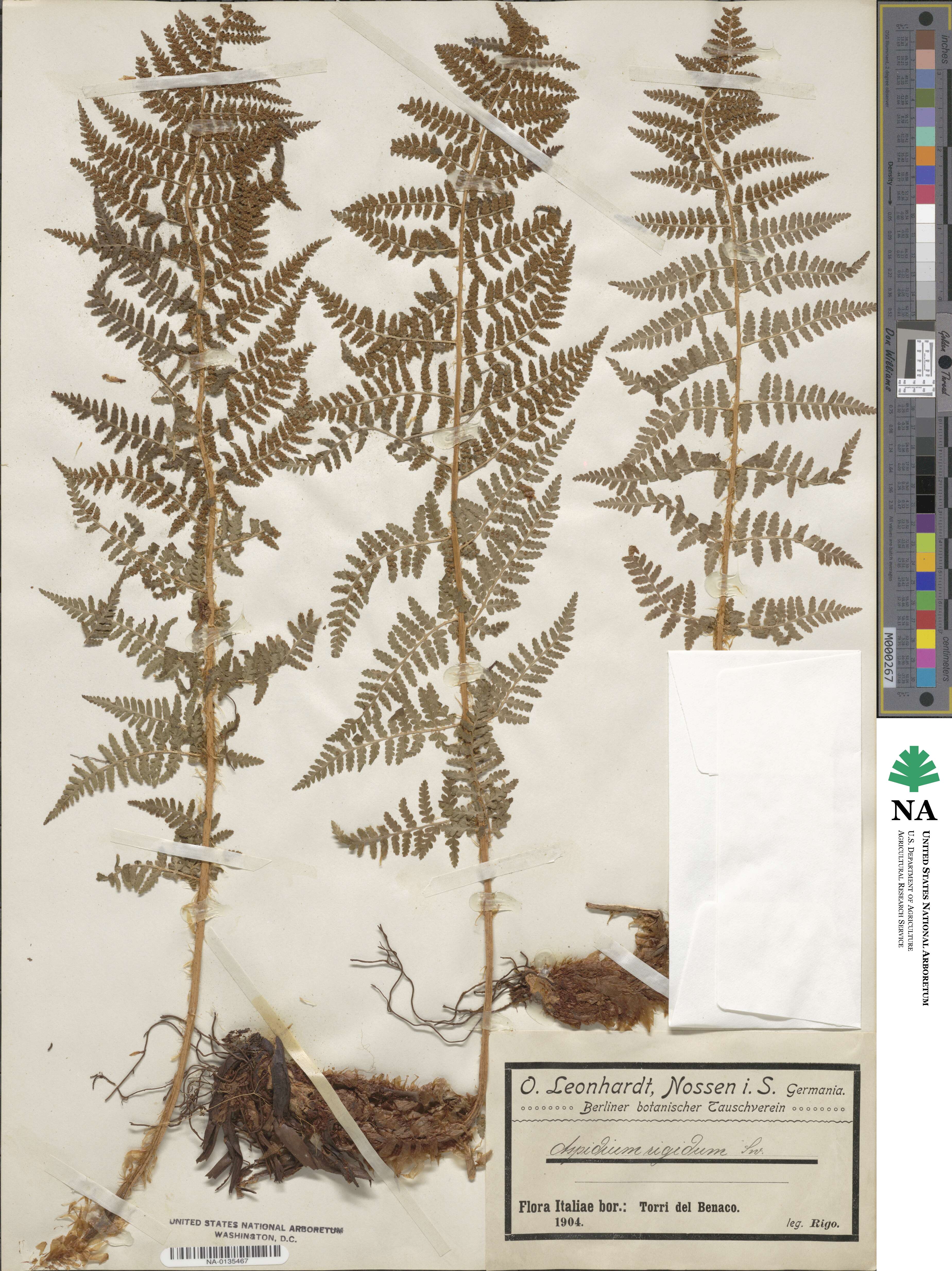 Dryopteris villarii image