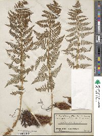 Dryopteris villarii image