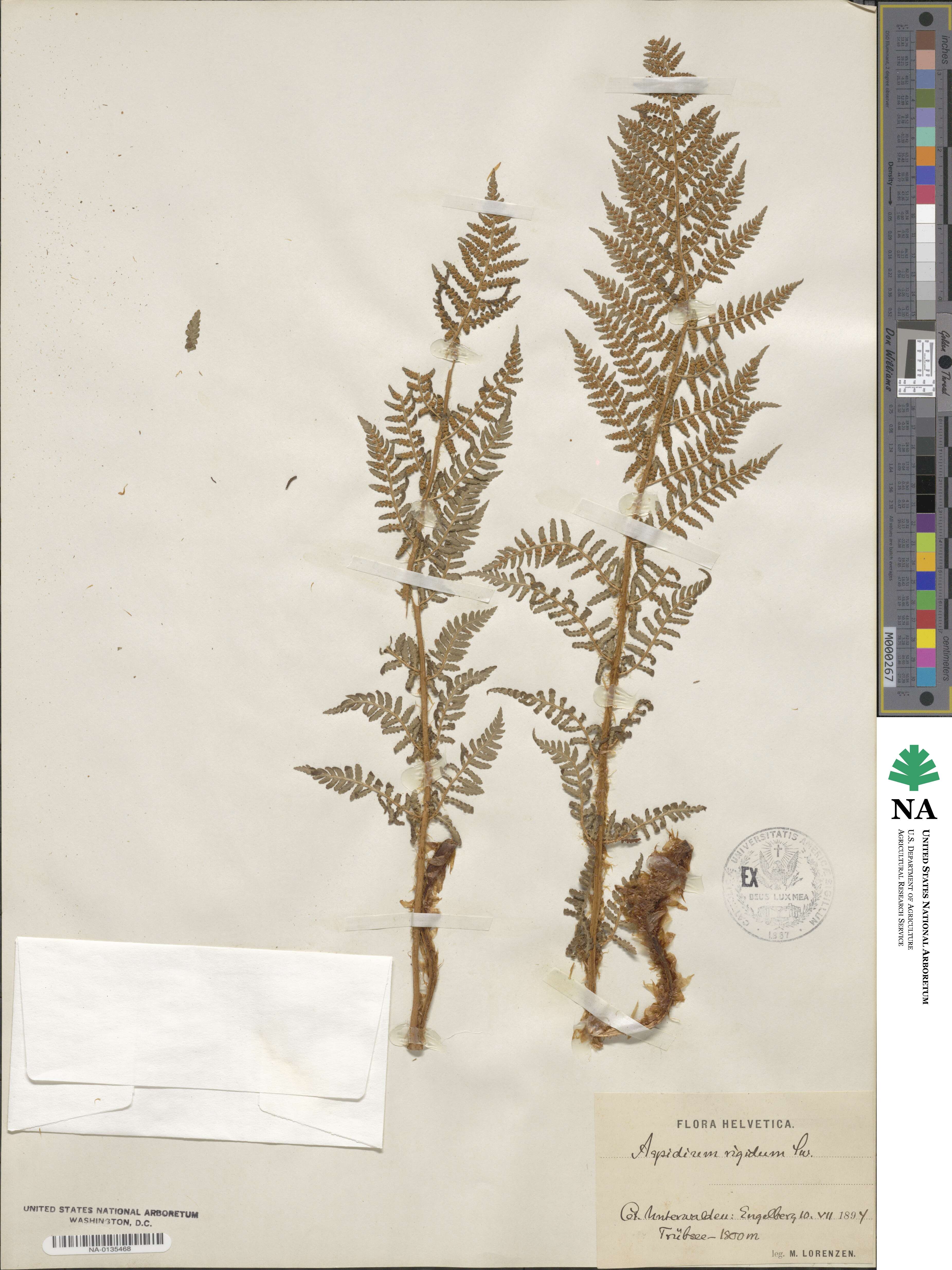 Dryopteris villarii image