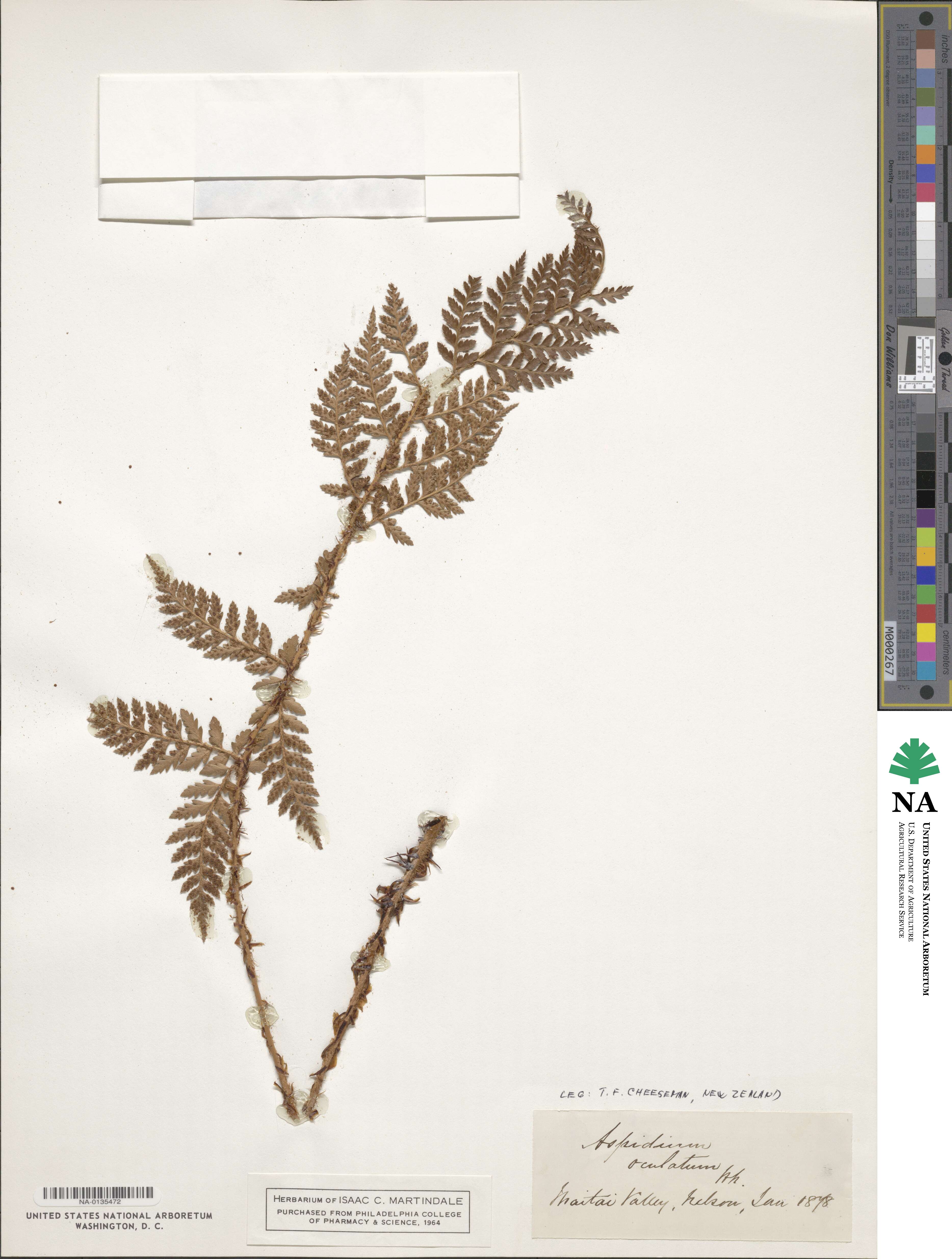 Polystichum oculatum image