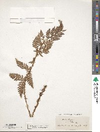 Image of Polystichum oculatum