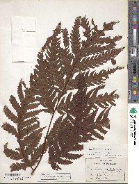 Maxonia apiifolia image