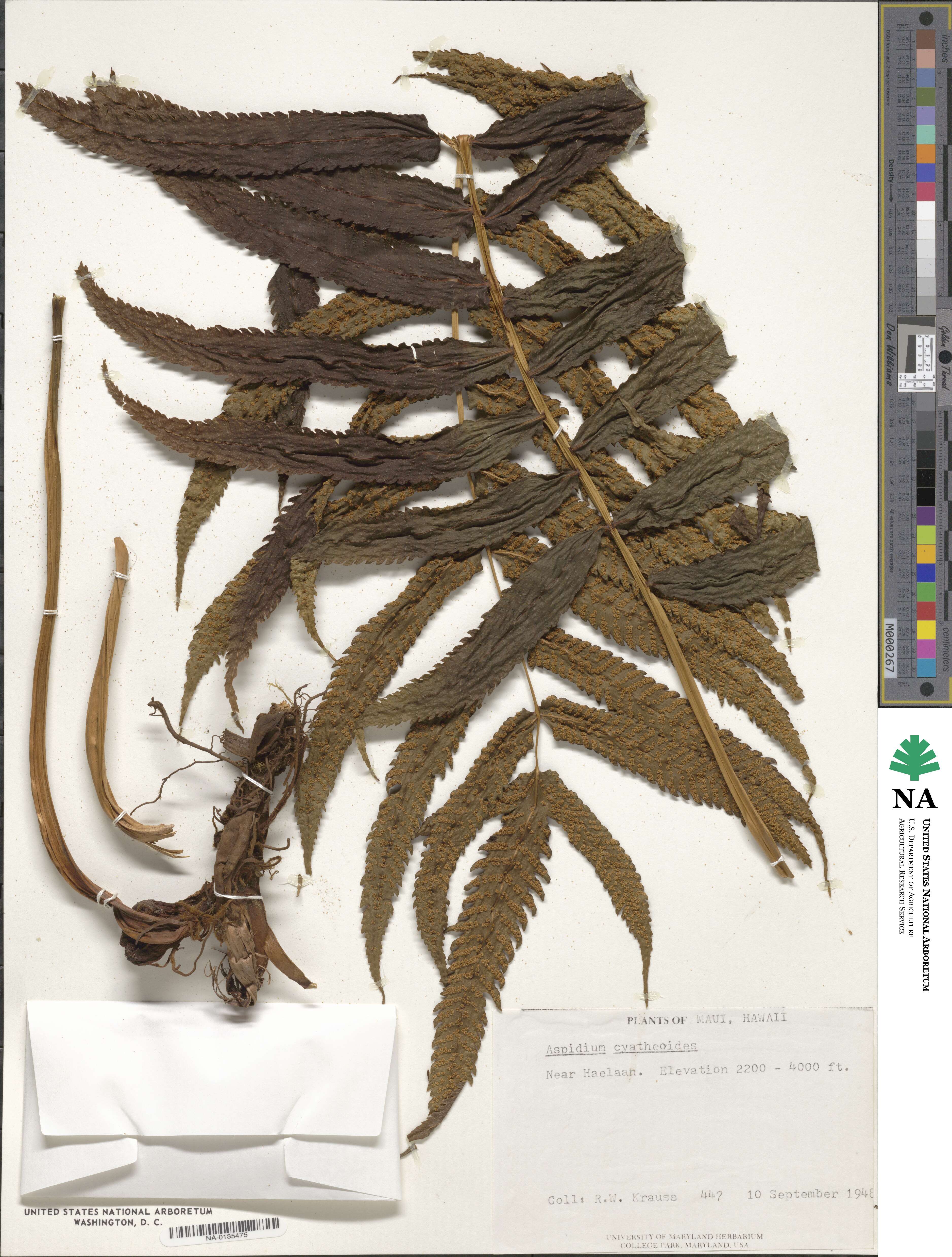 Menisciopsis cyatheoides image