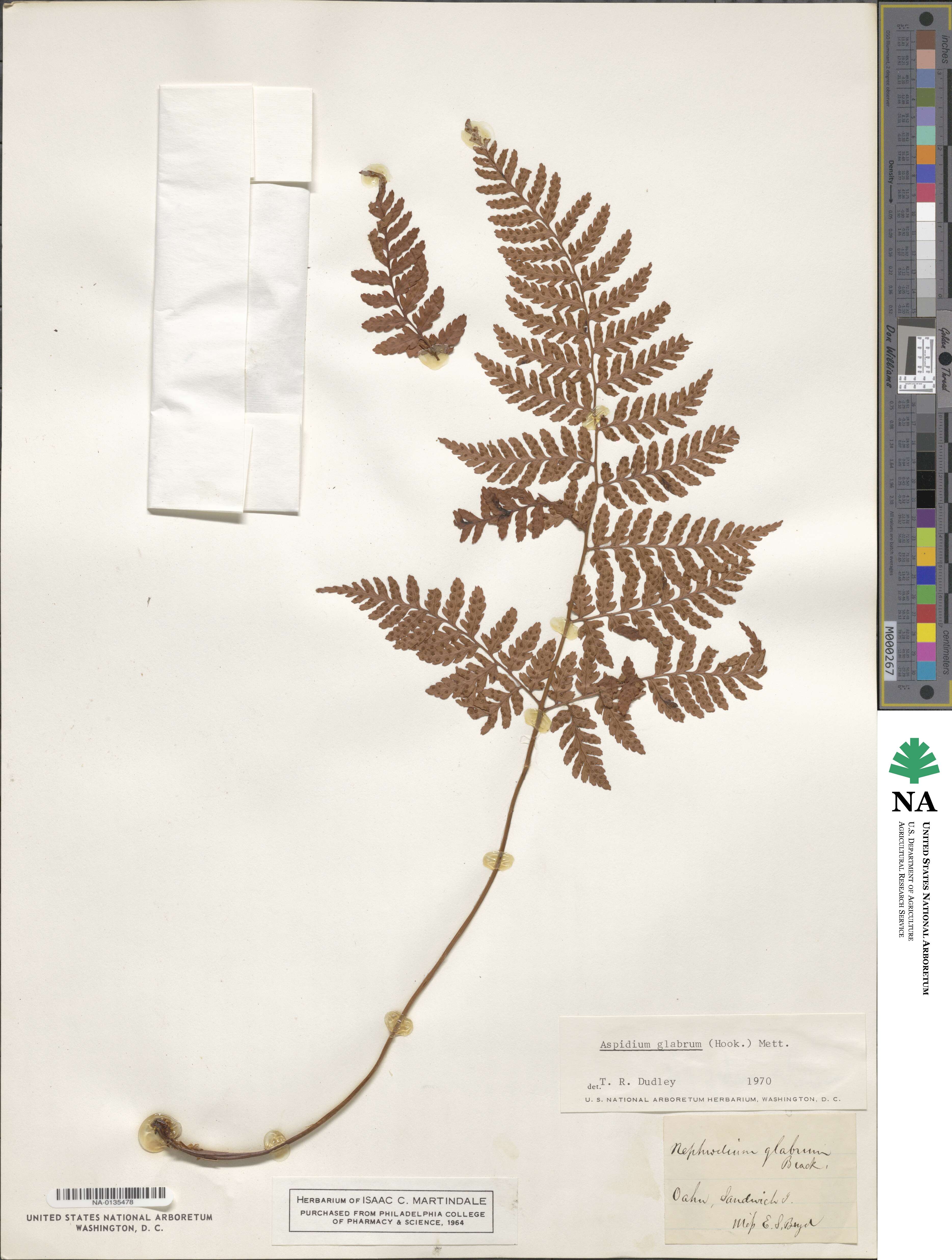 Dryopteris glabra image