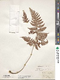 Dryopteris glabra image