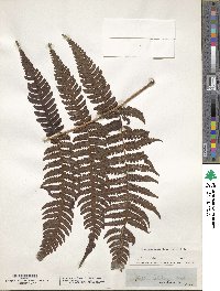 Image of Tectaria latifolia