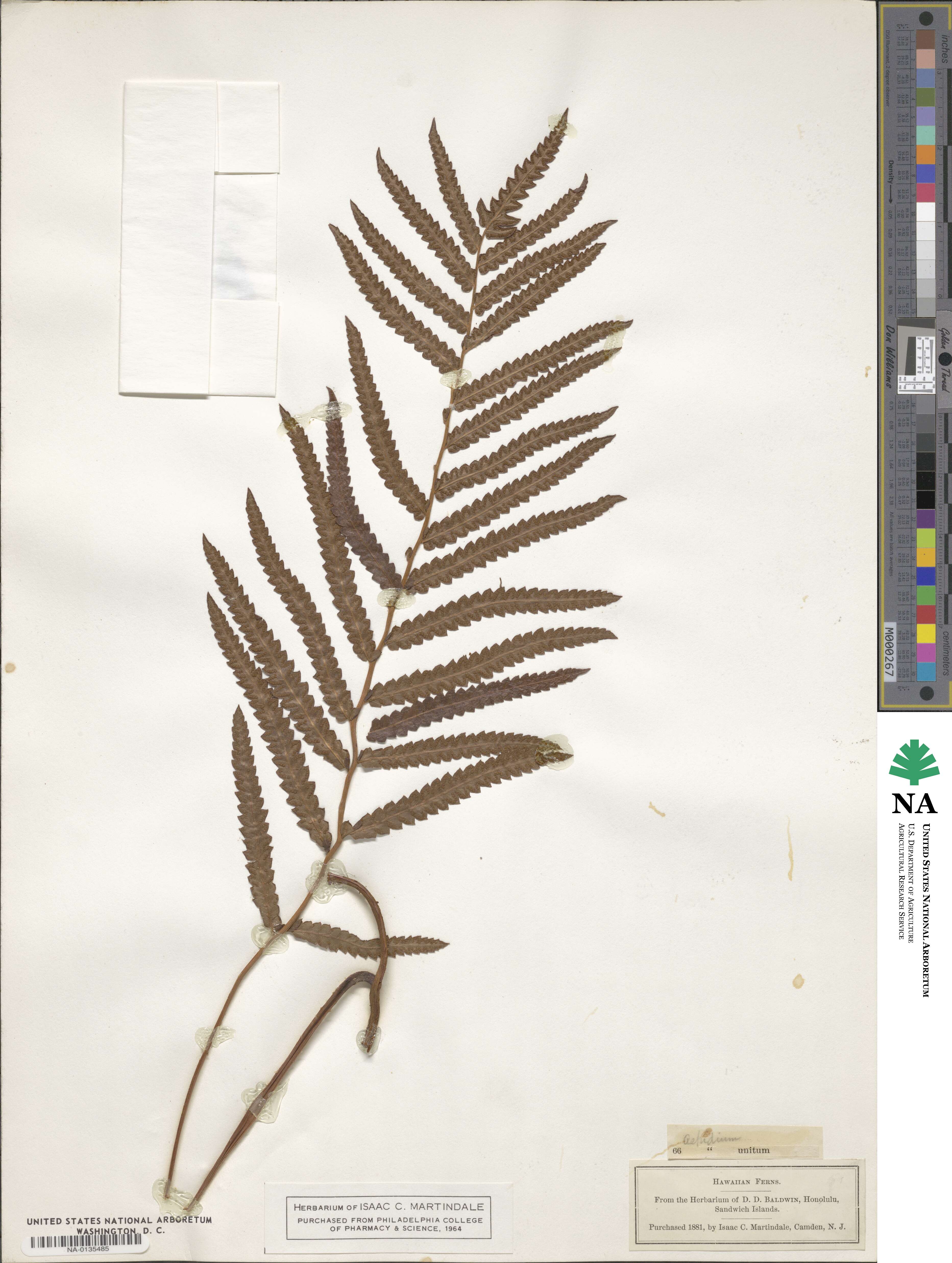 Strophocaulon unitum image