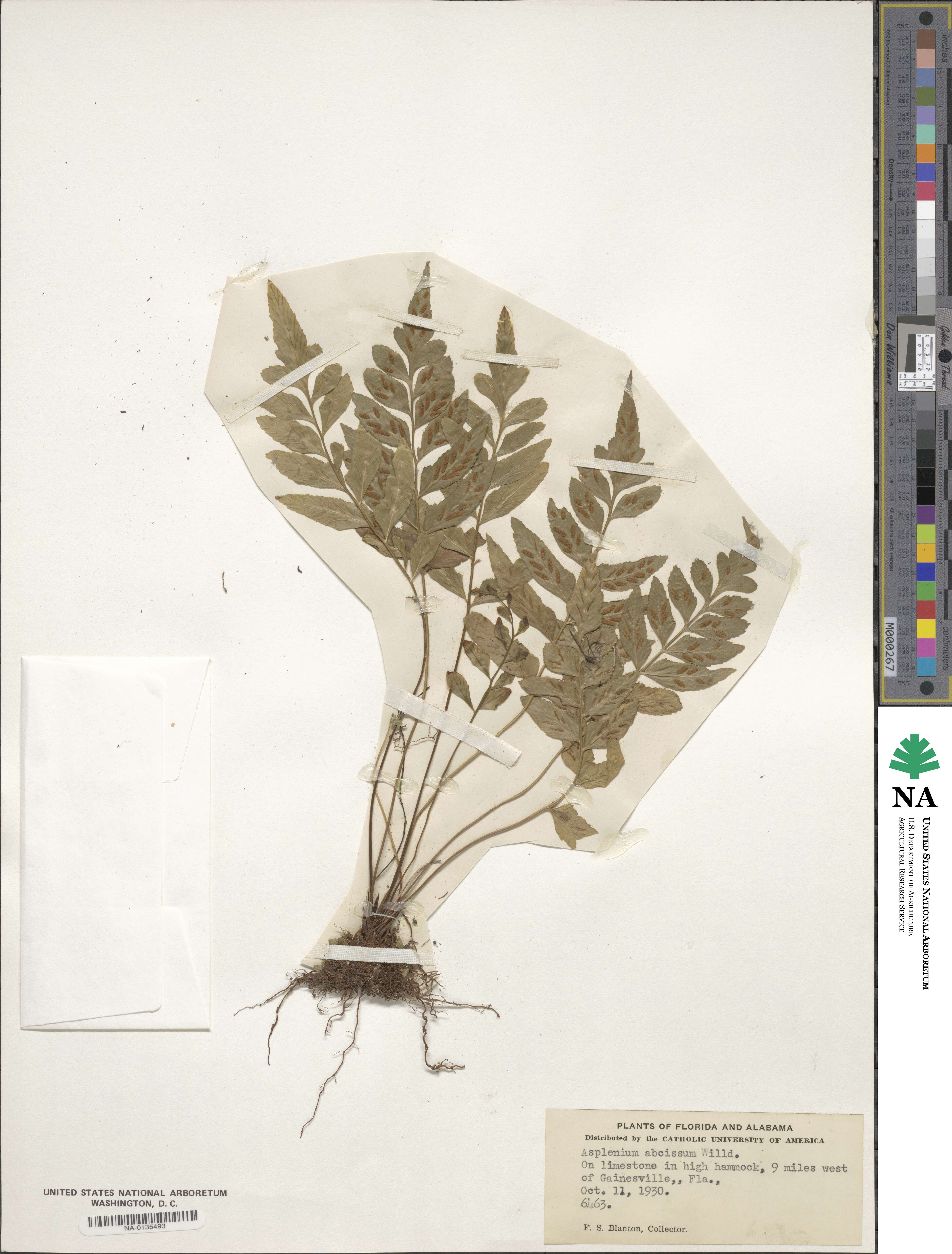 Asplenium abscissum image
