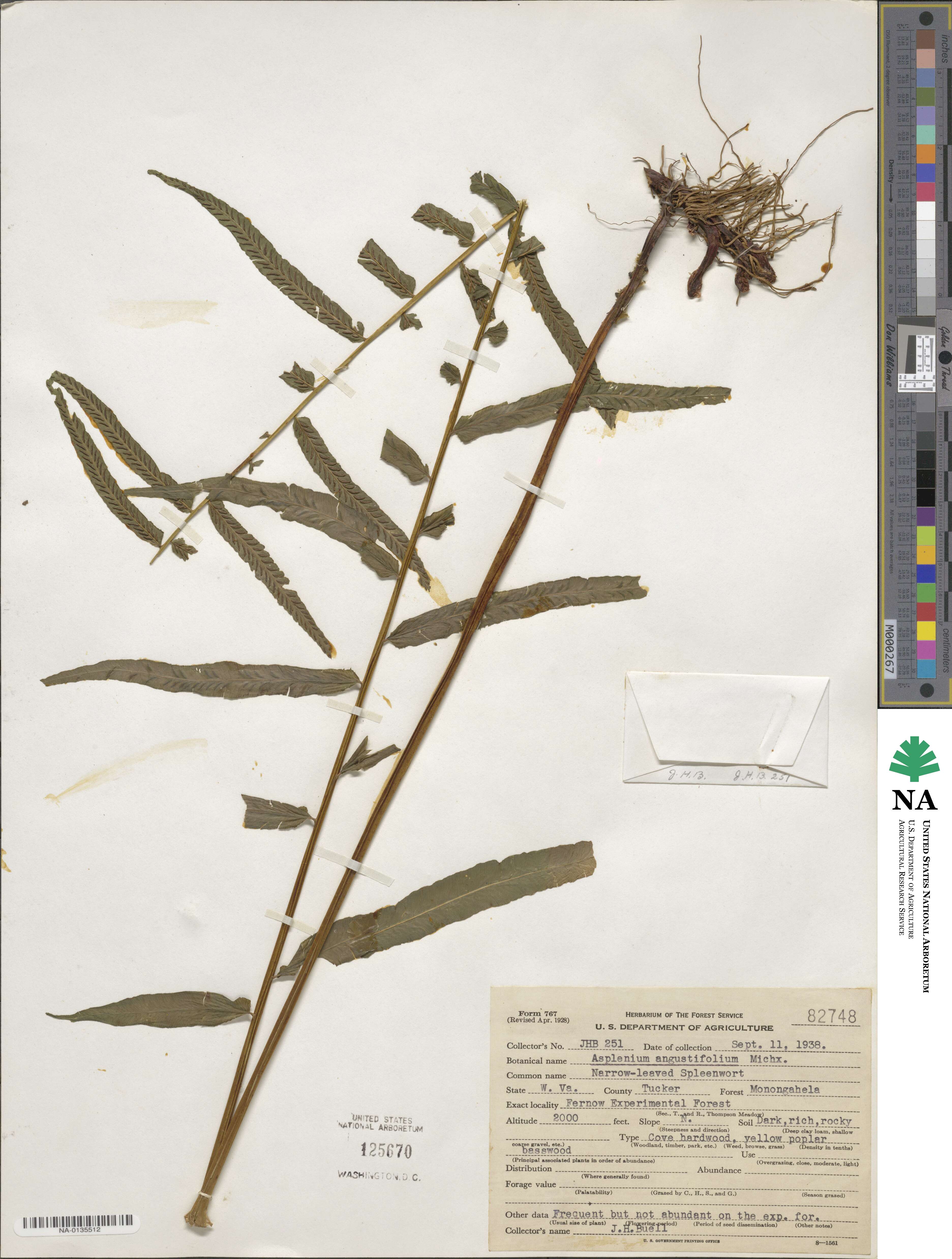 Asplenium image