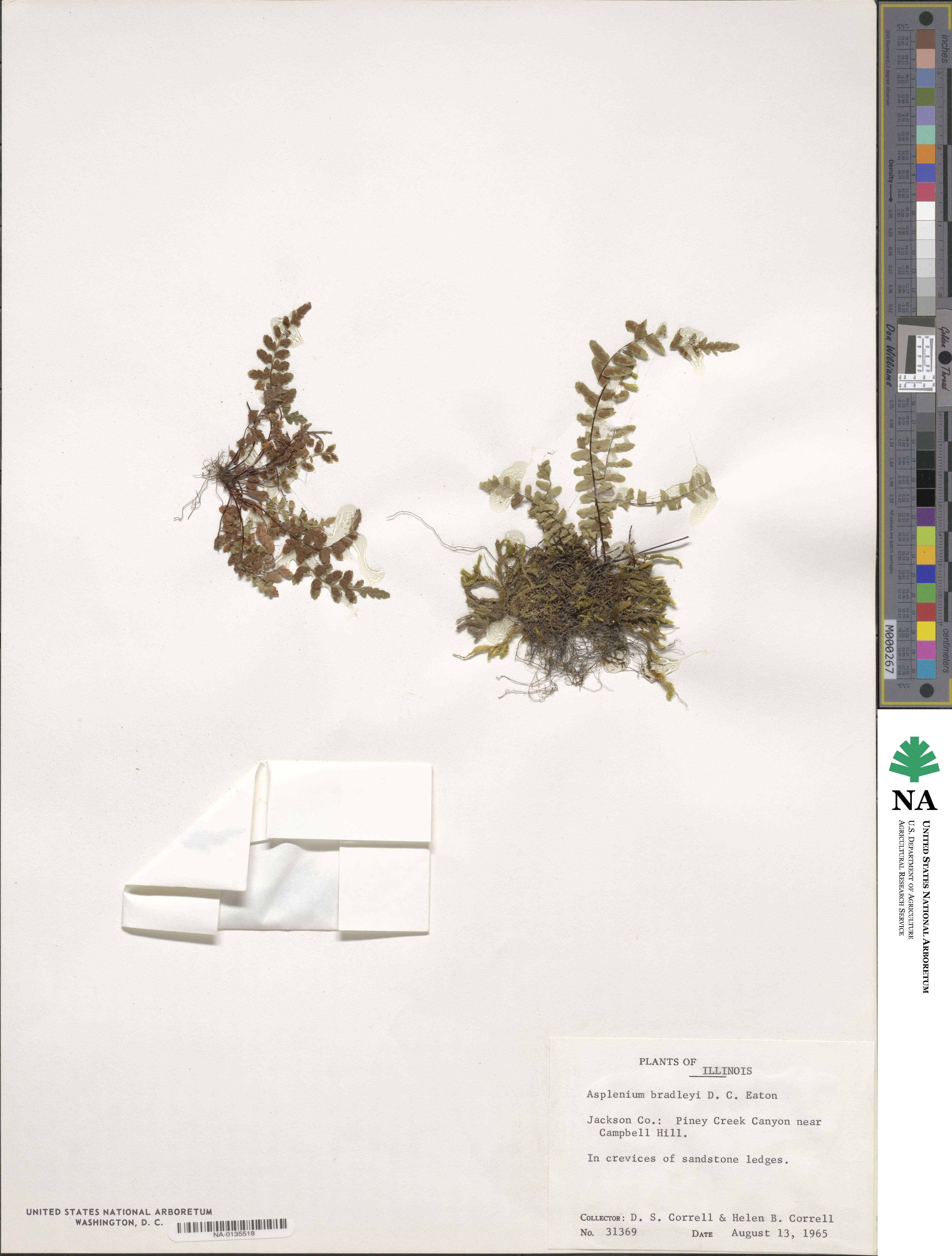 Asplenium bradleyi image