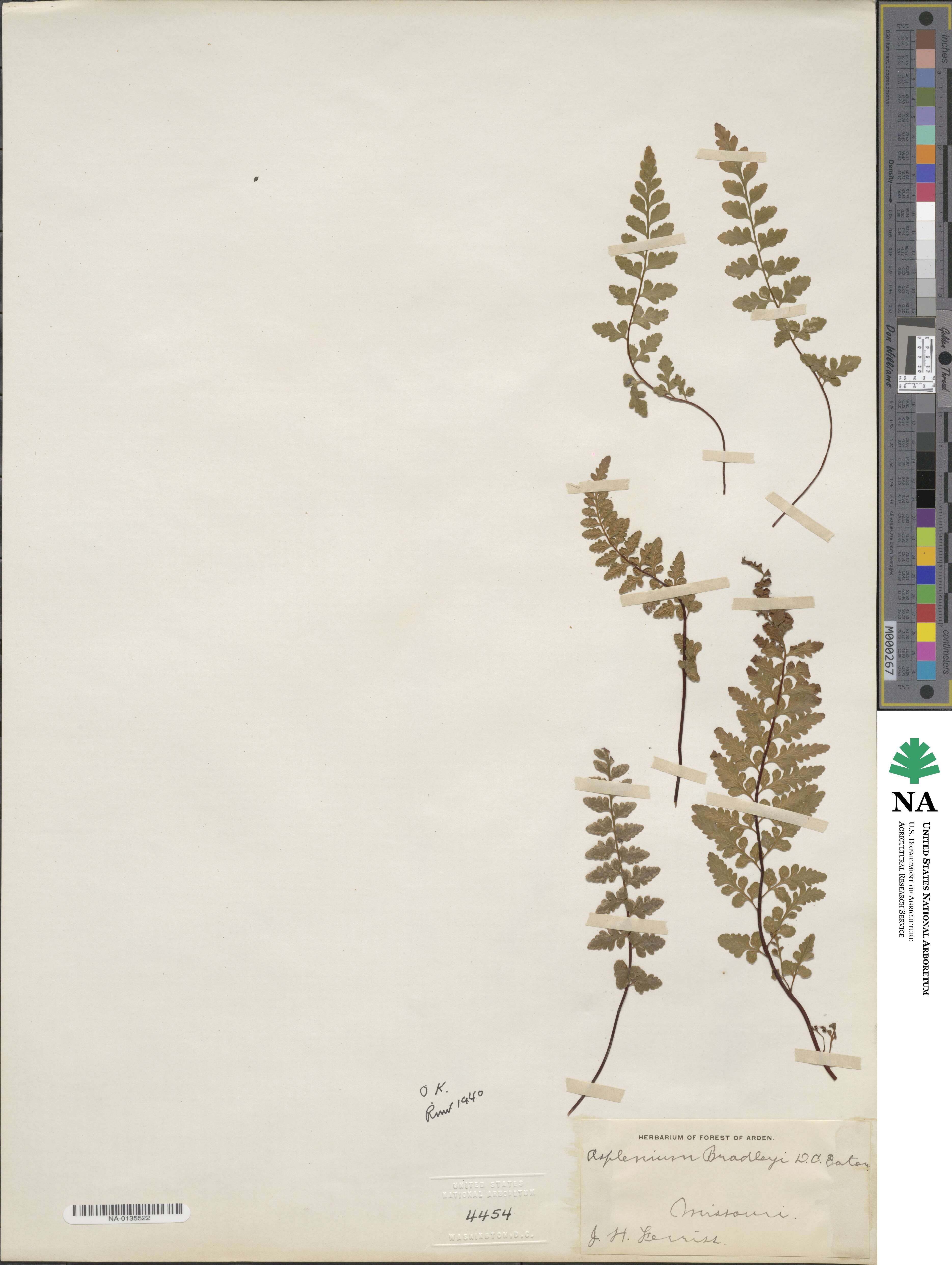 Asplenium bradleyi image
