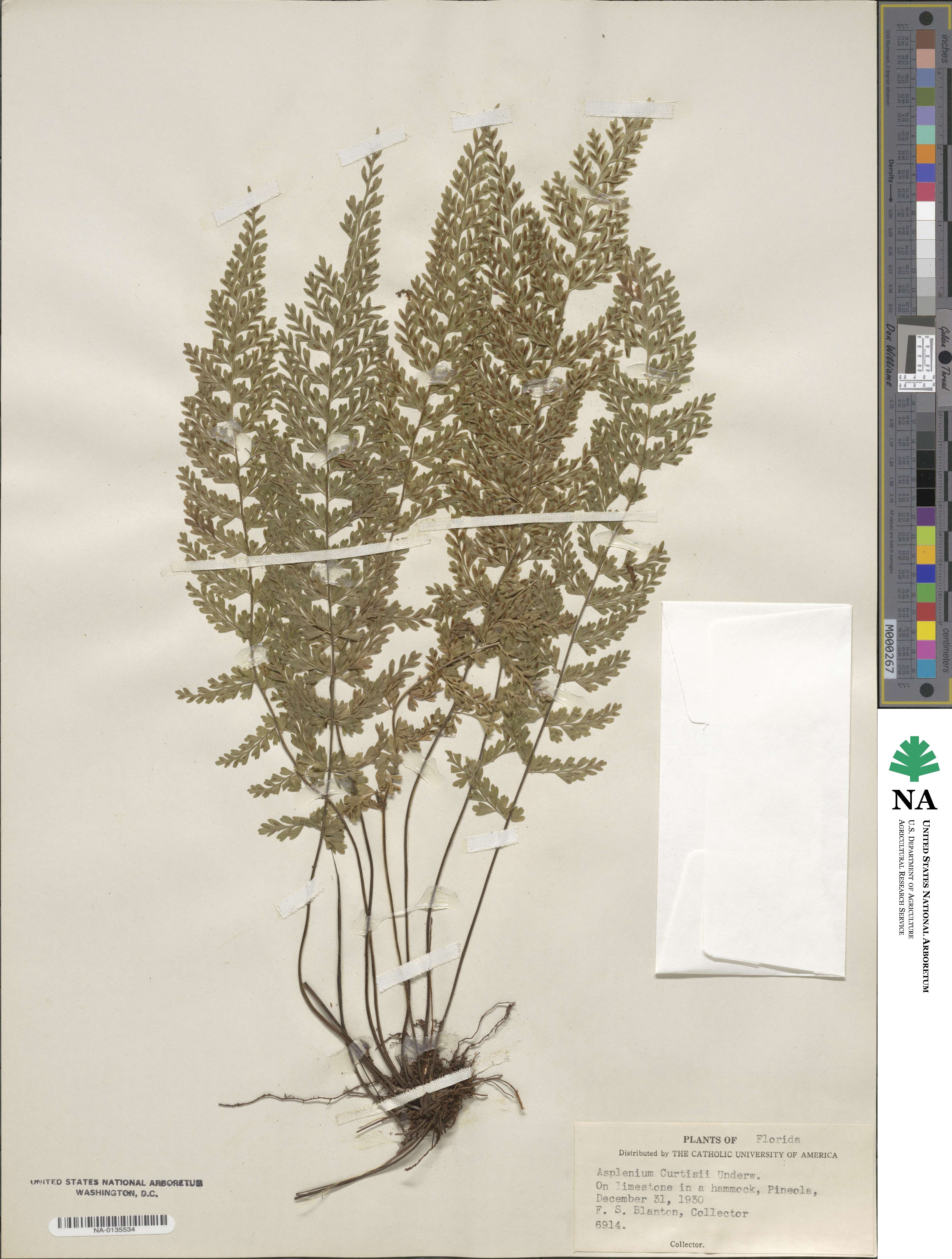 Asplenium × curtissii image