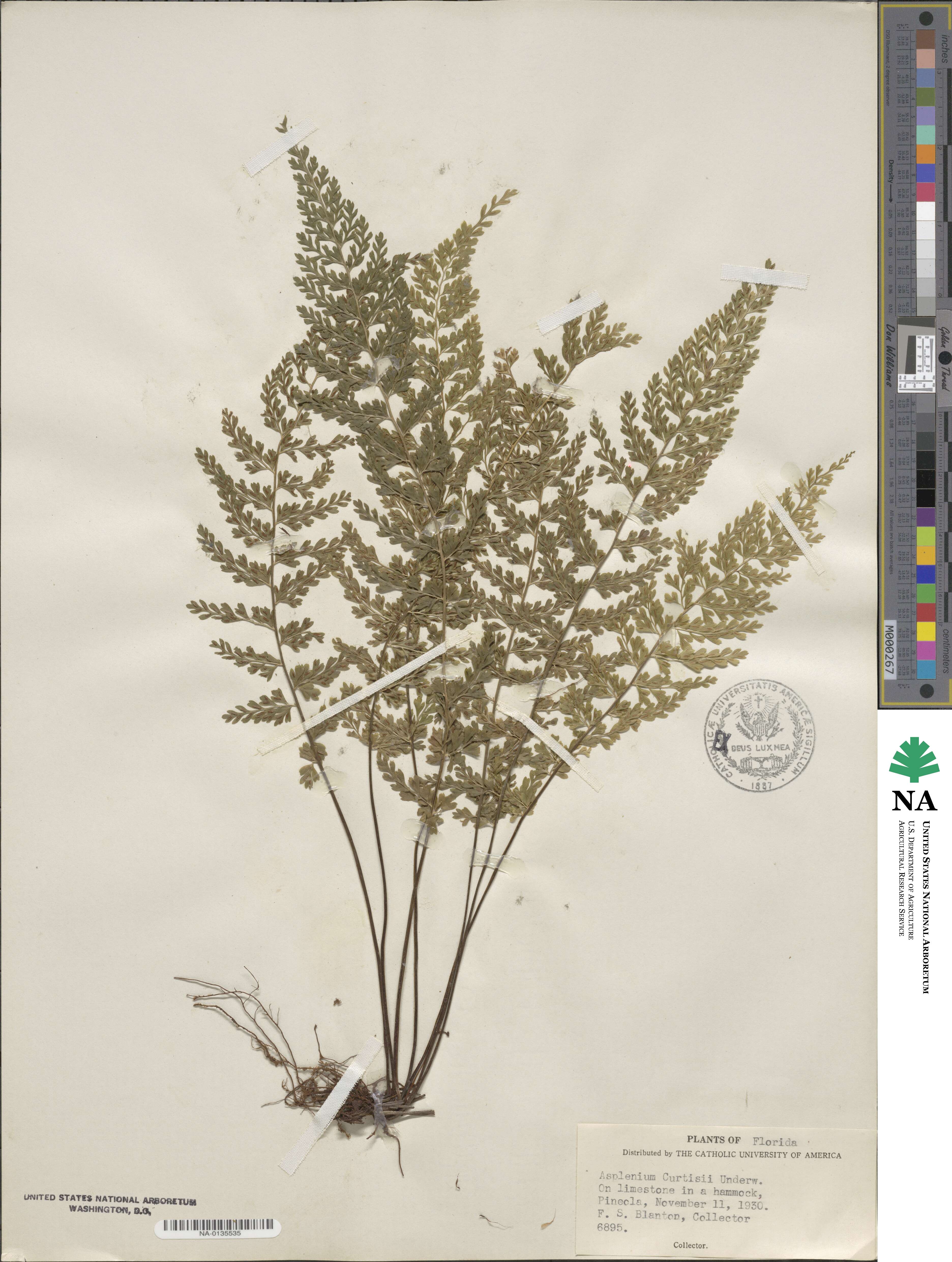 Asplenium × curtissii image