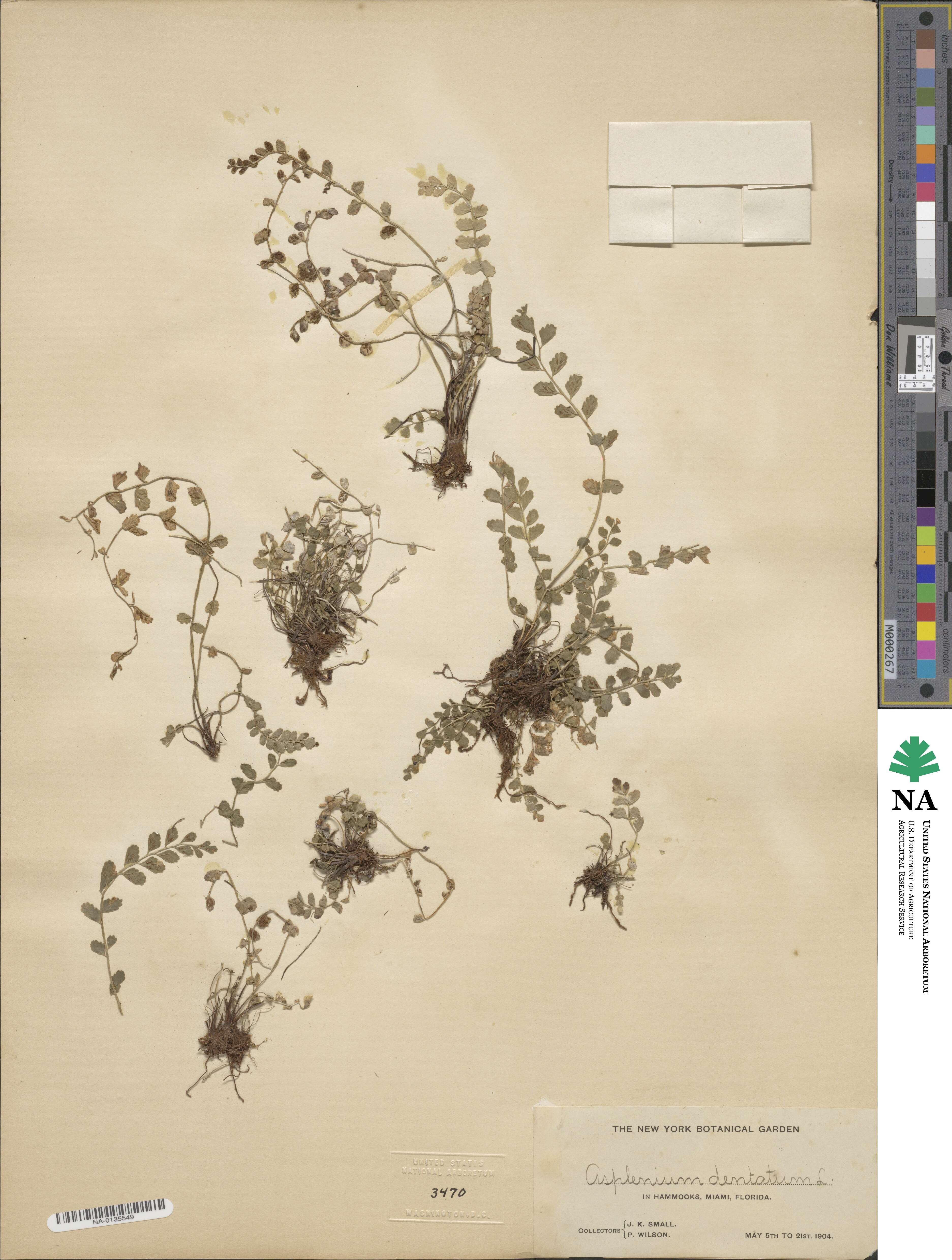 Asplenium dentatum image
