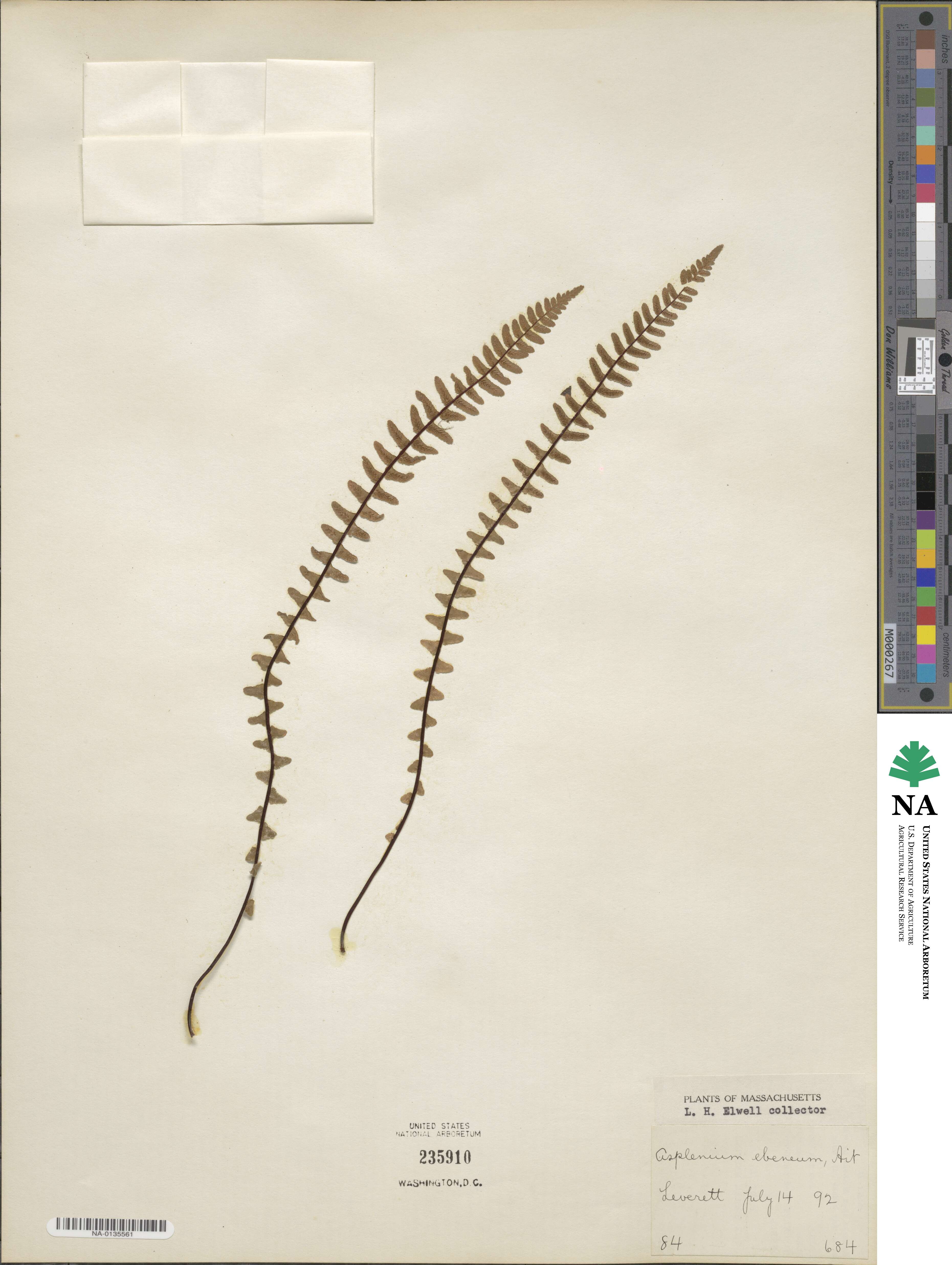 Asplenium platyneuron image