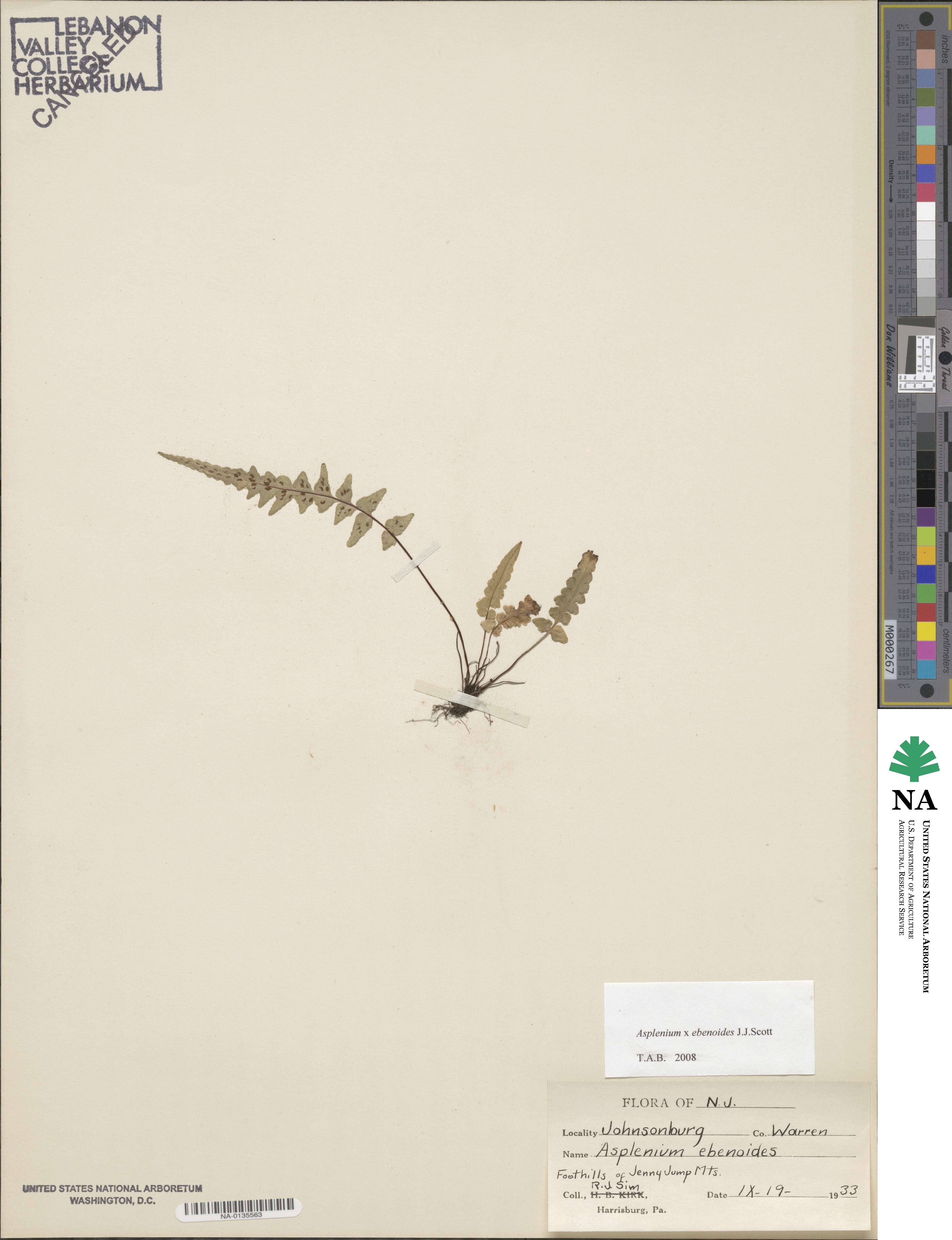 Asplenium ebenoides image