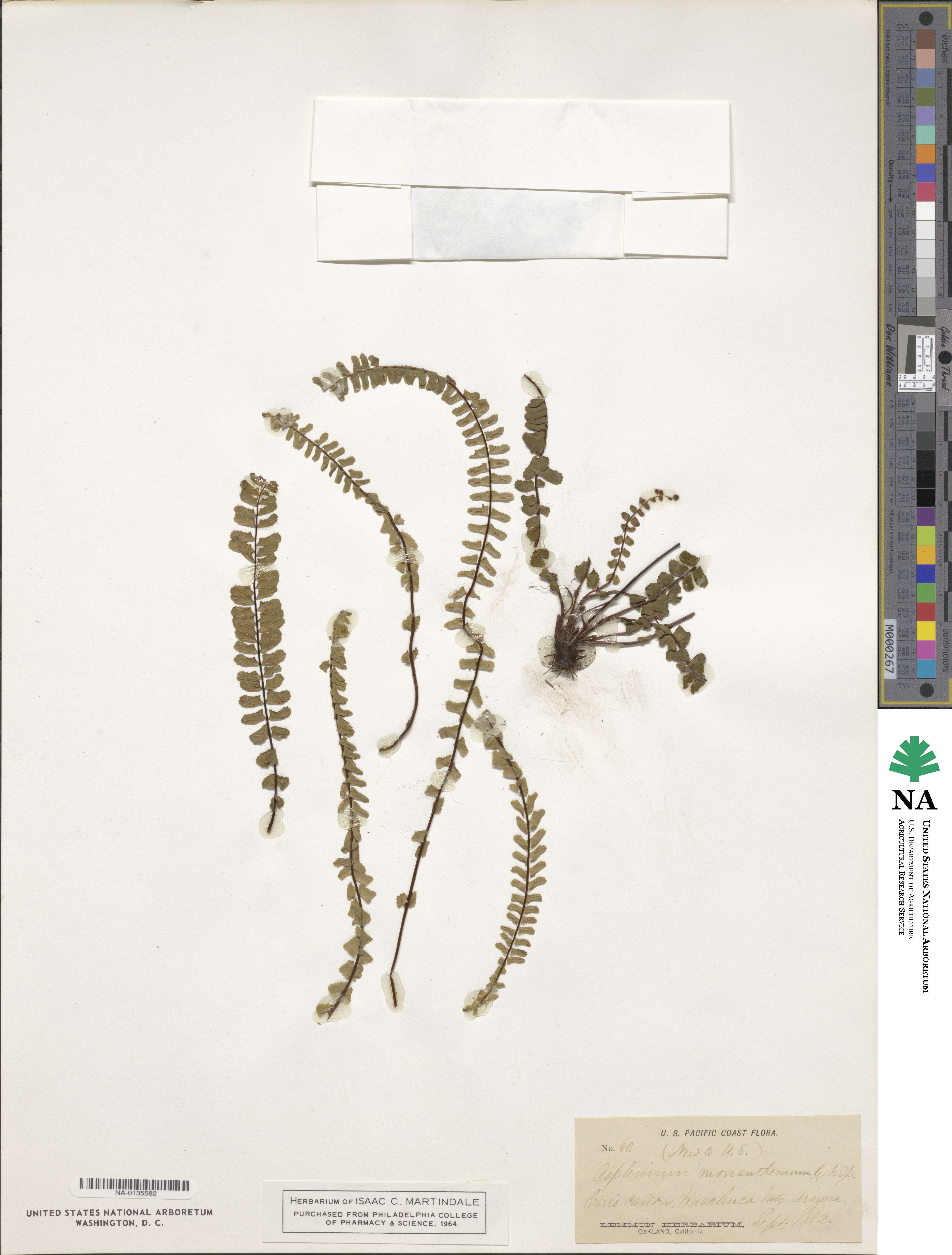 Asplenium monanthes image