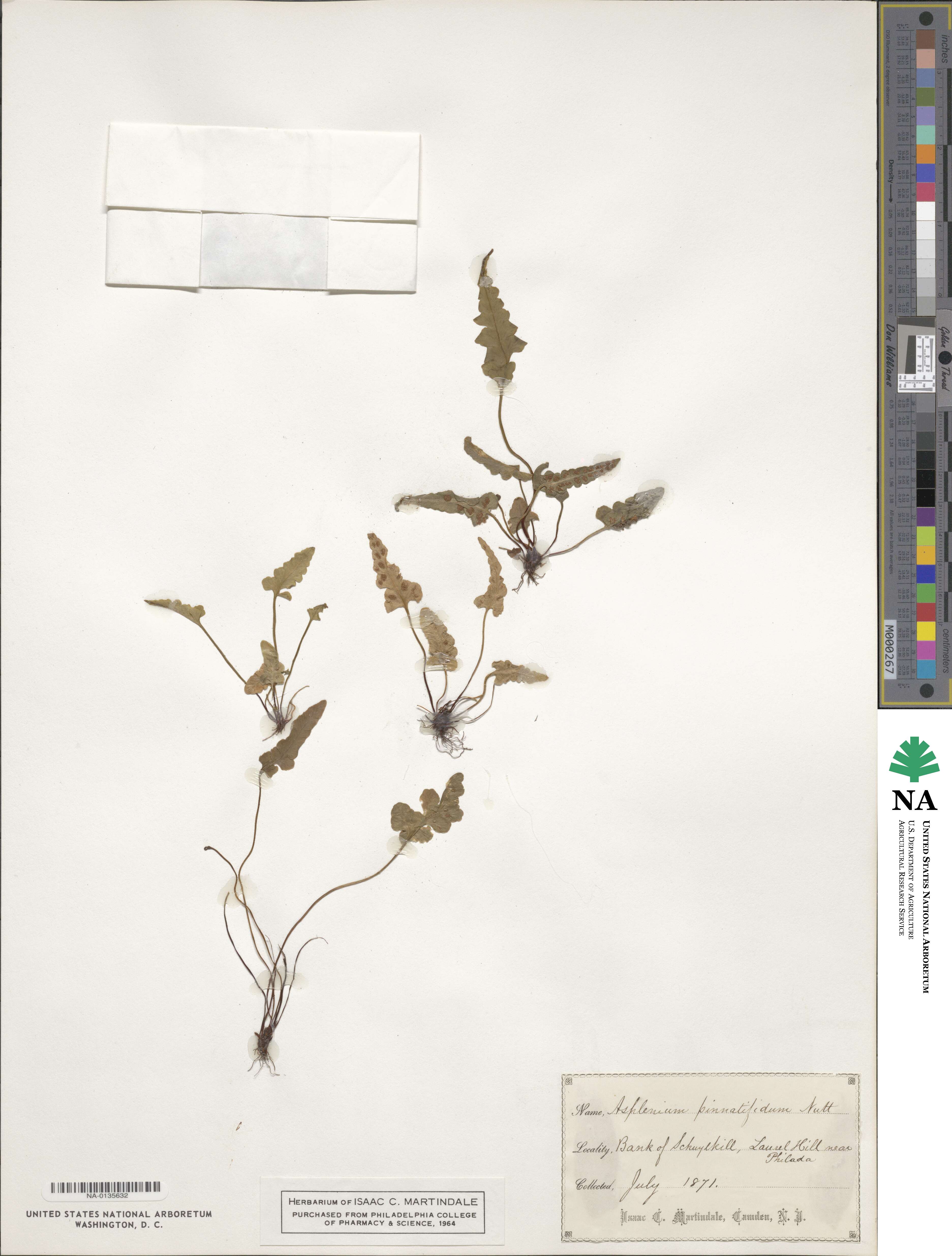 Asplenium pinnatifidum image