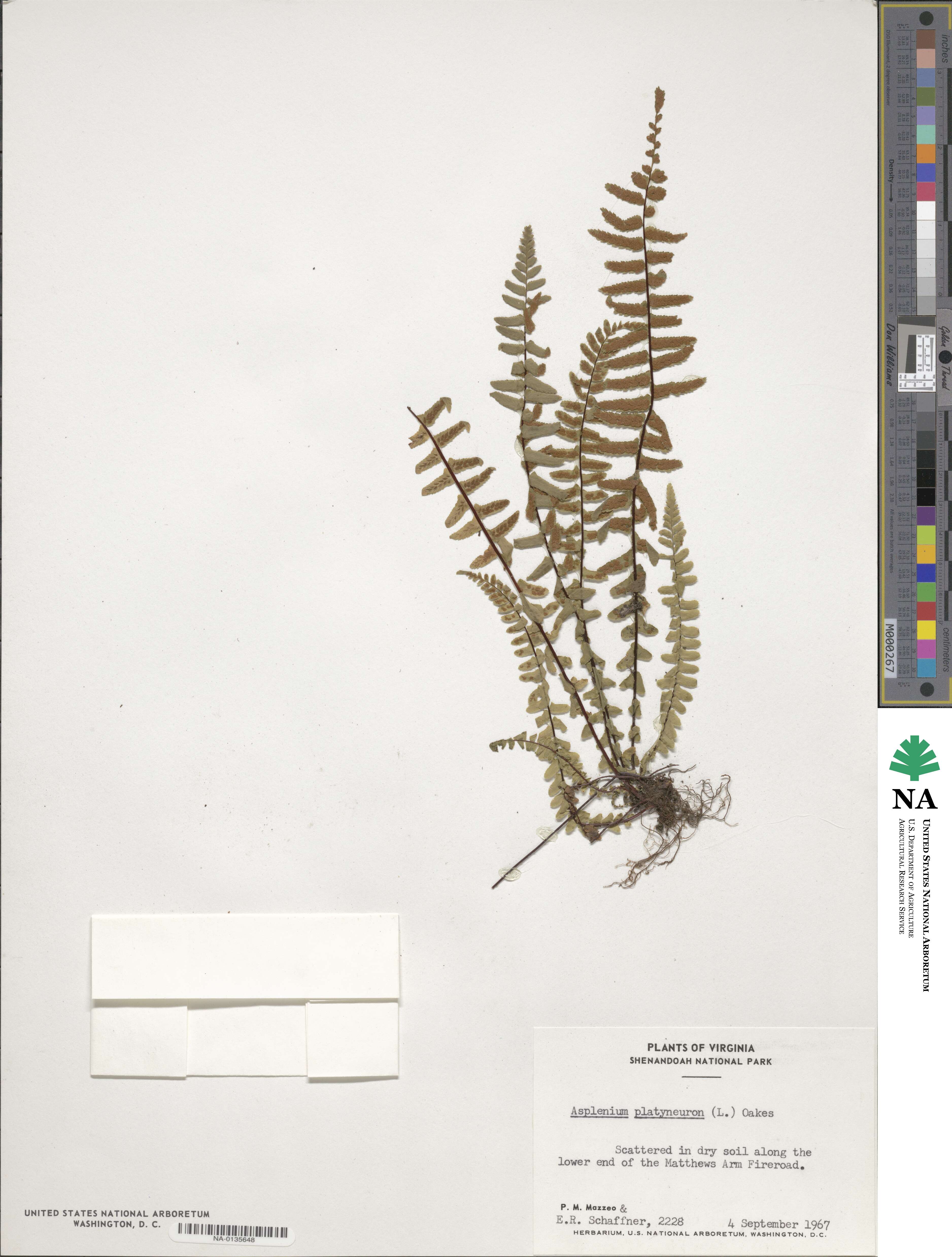 Asplenium image
