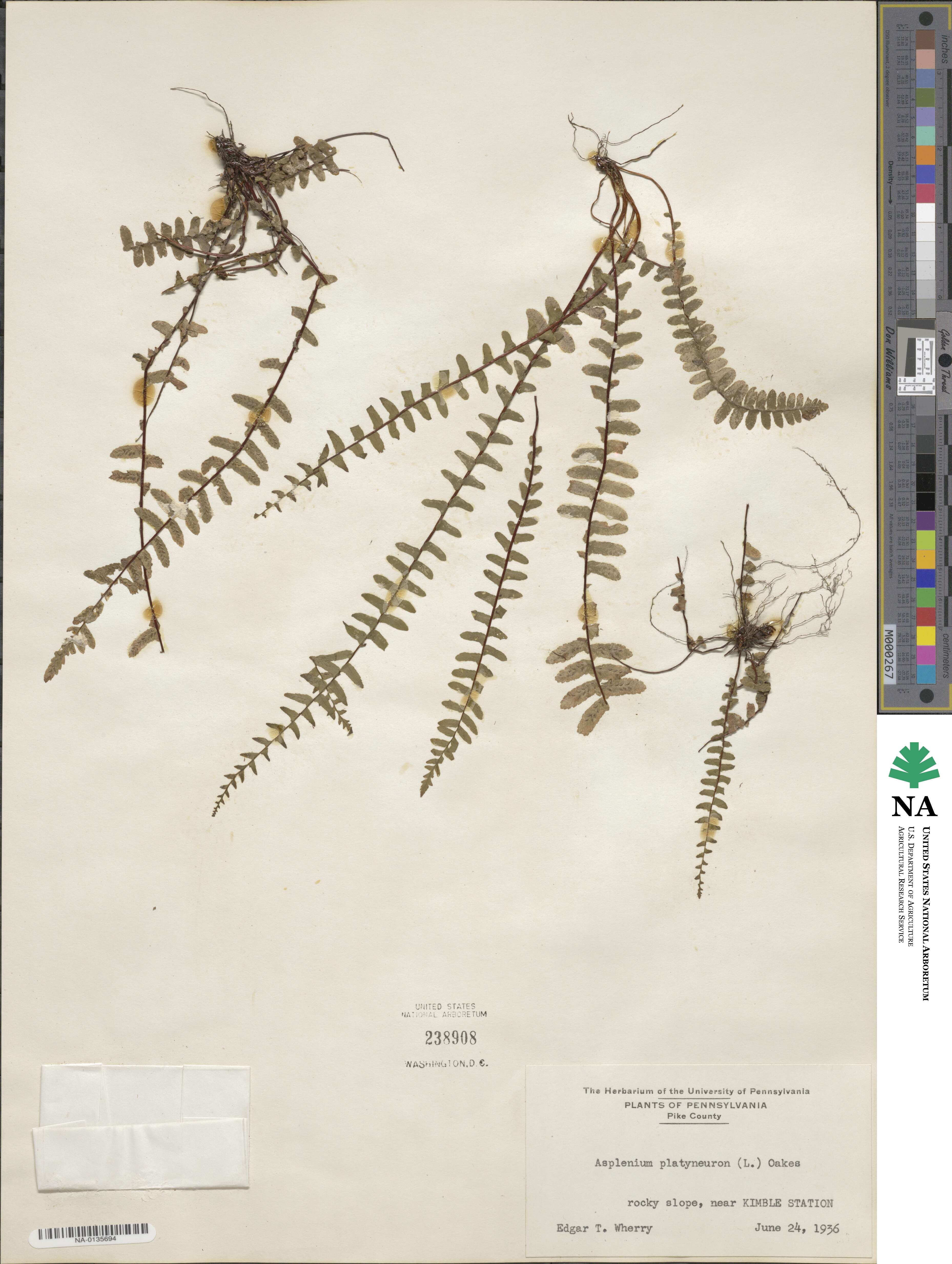 Asplenium platyneuron image