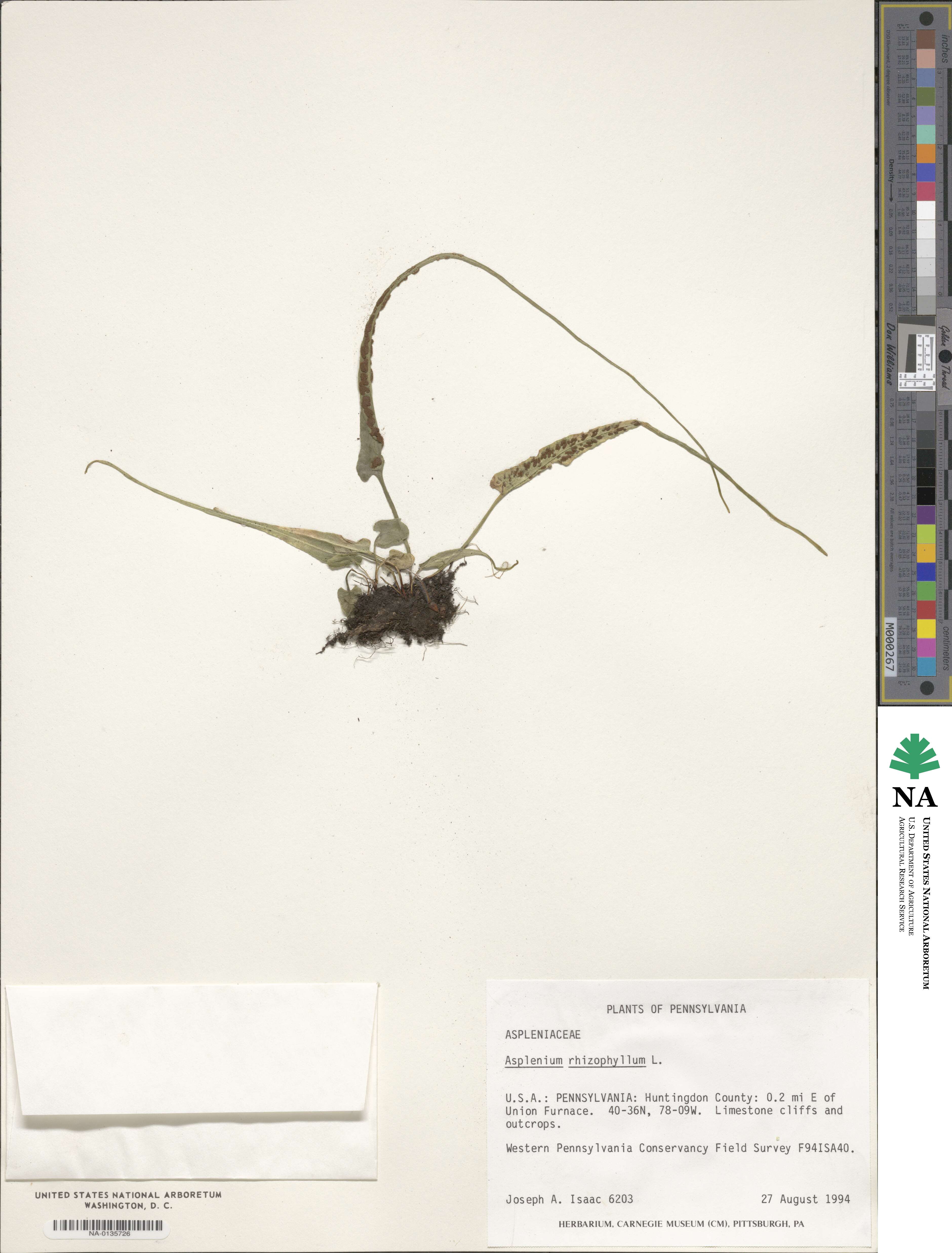 Asplenium rhizophyllum image