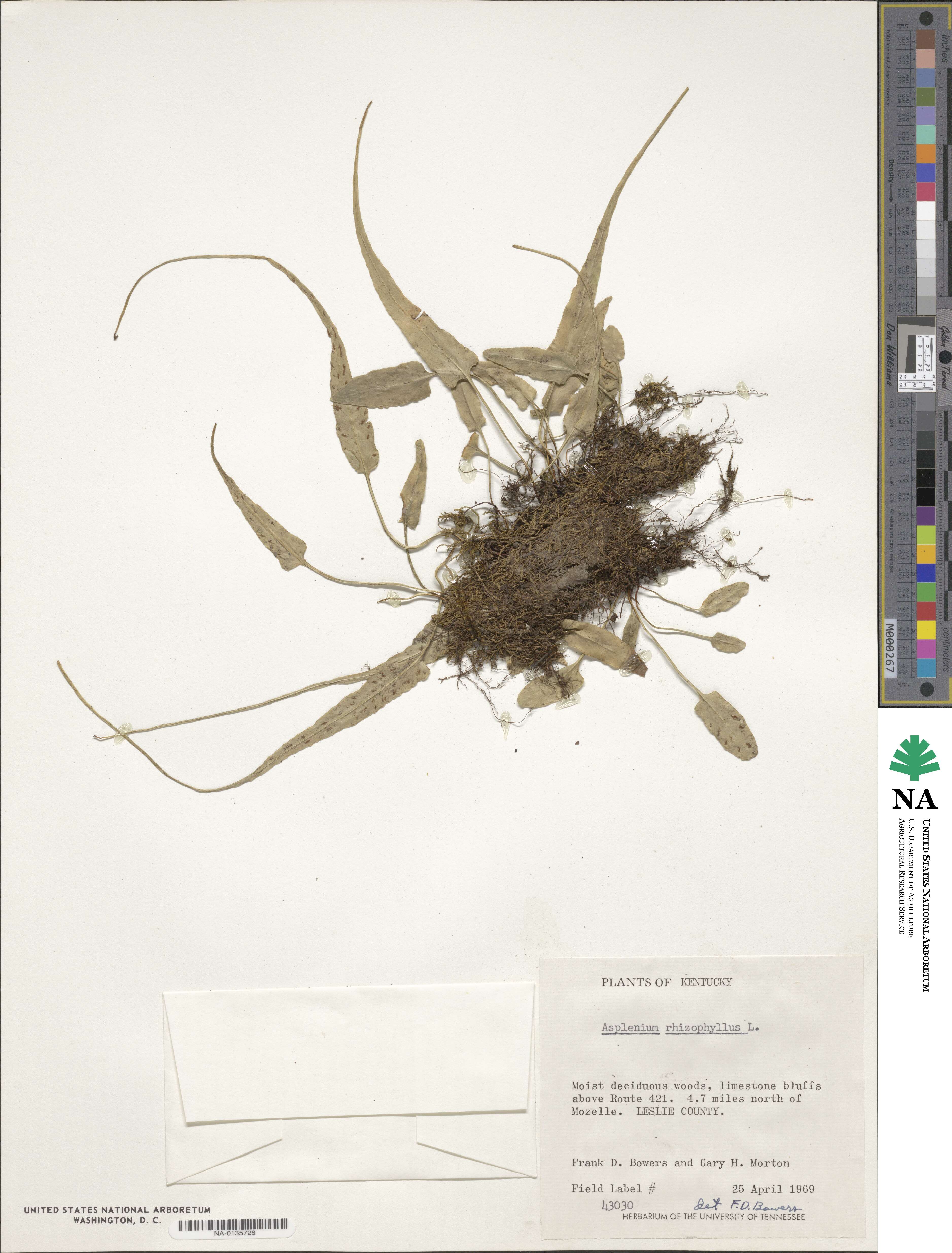Asplenium rhizophyllum image