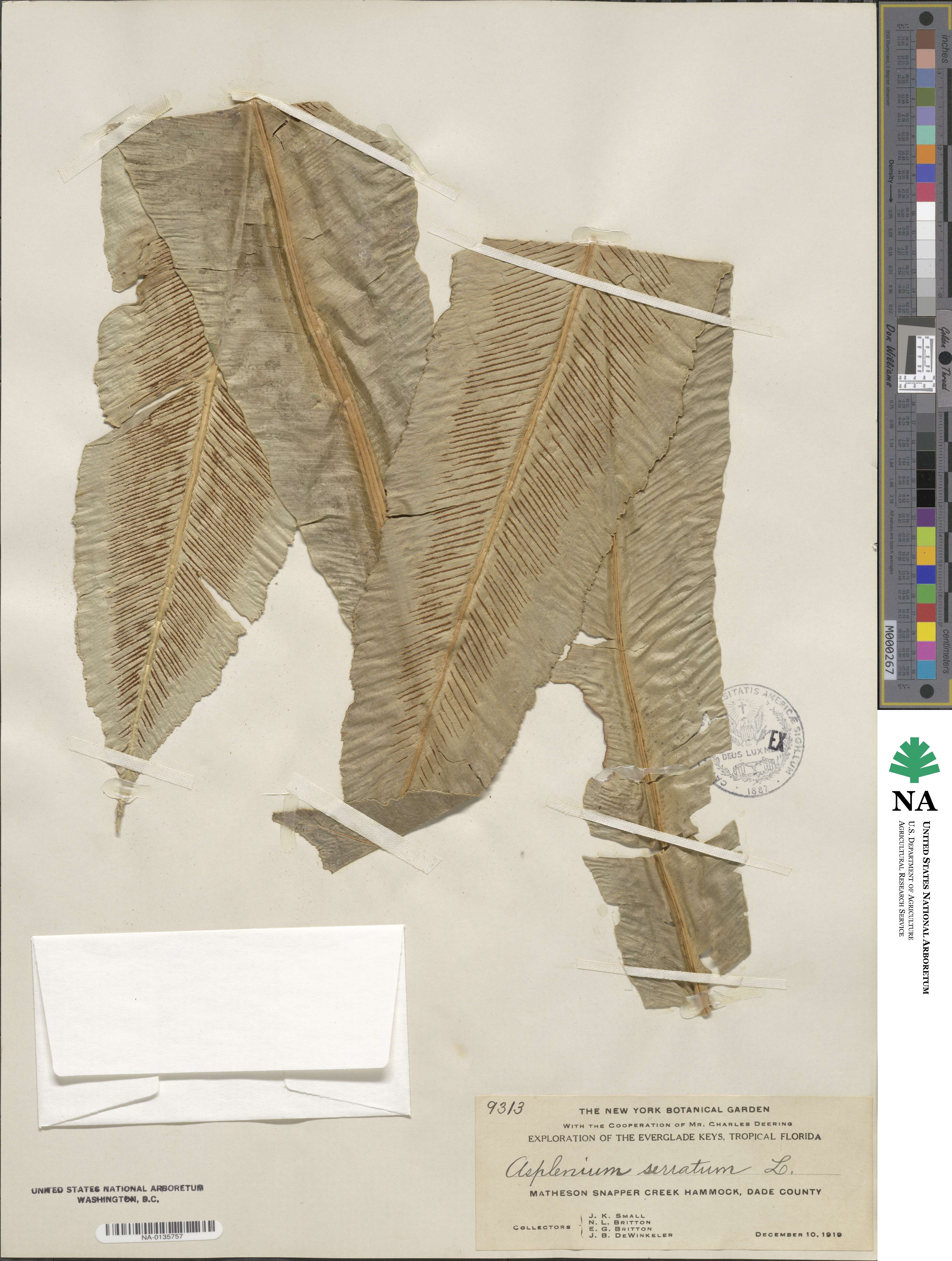 Asplenium serratum image