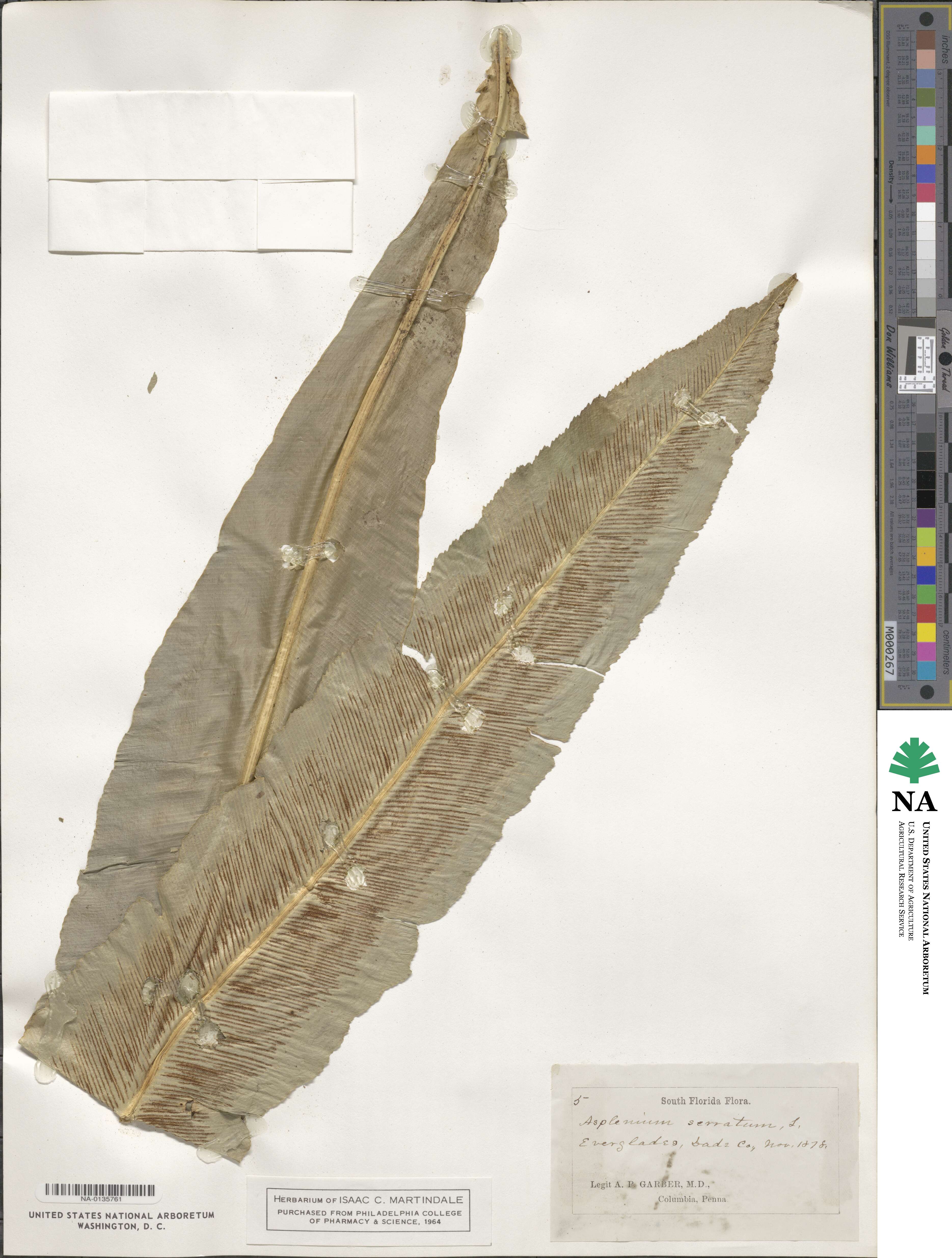 Asplenium serratum image