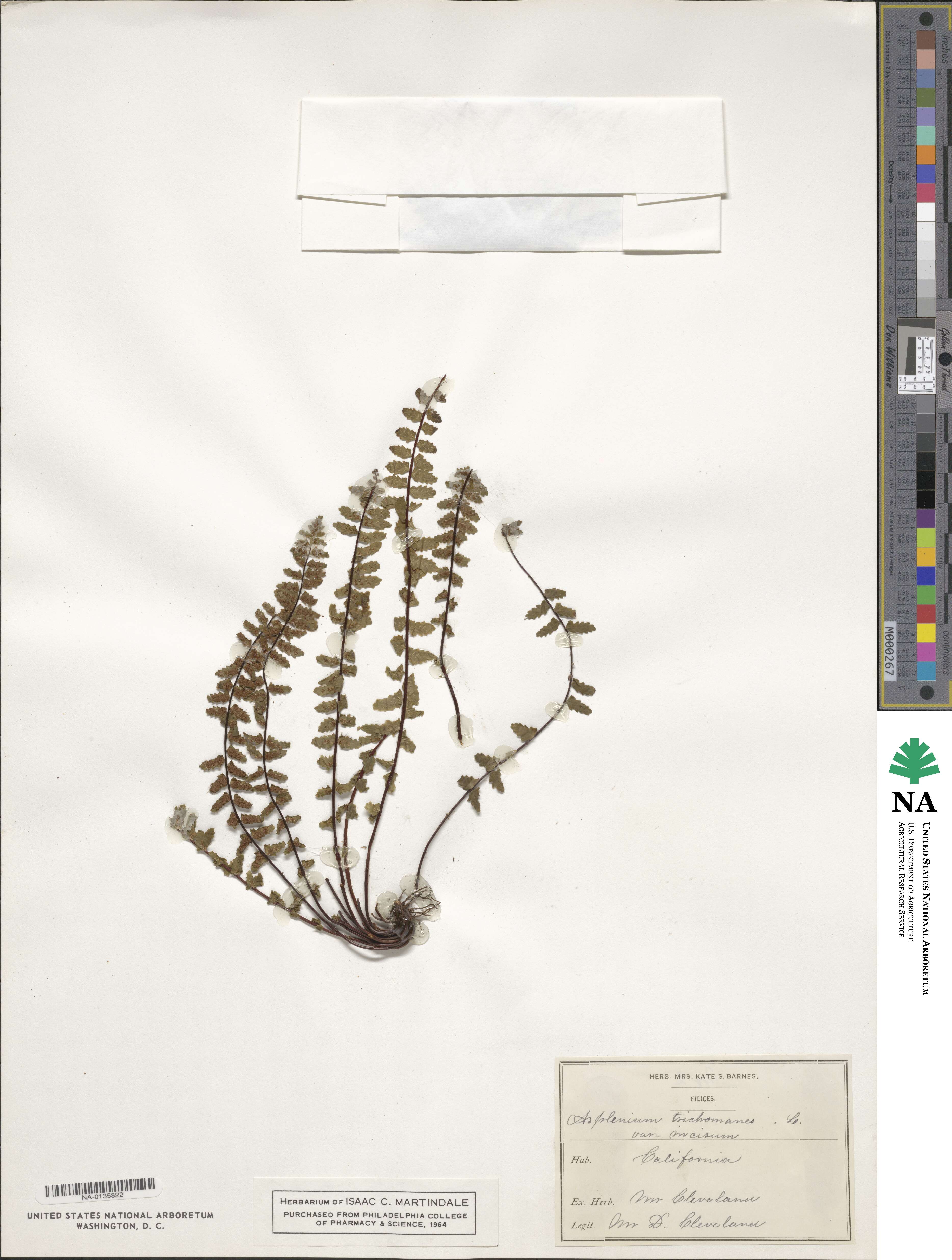 Asplenium trichomanes image