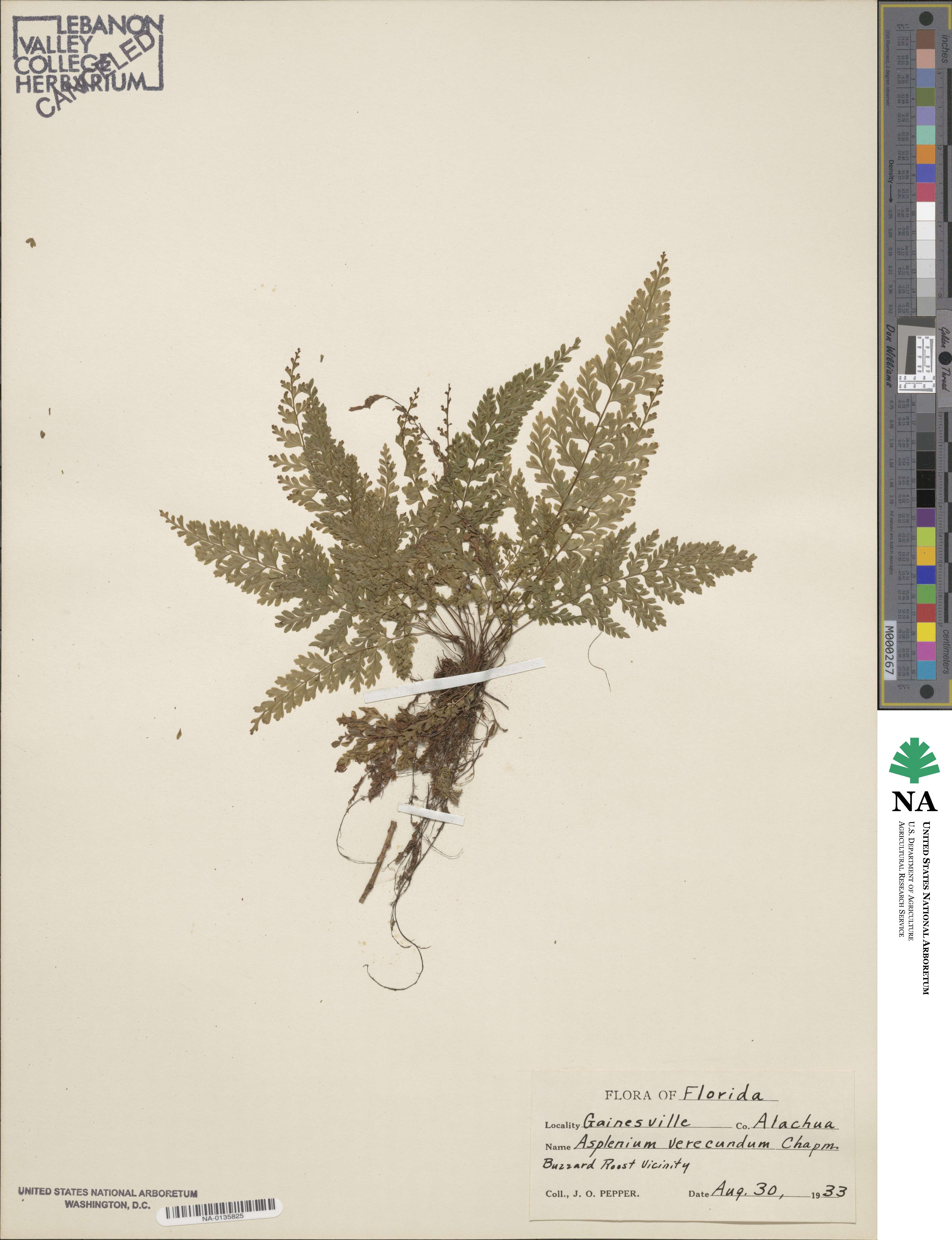 Asplenium verecundum image