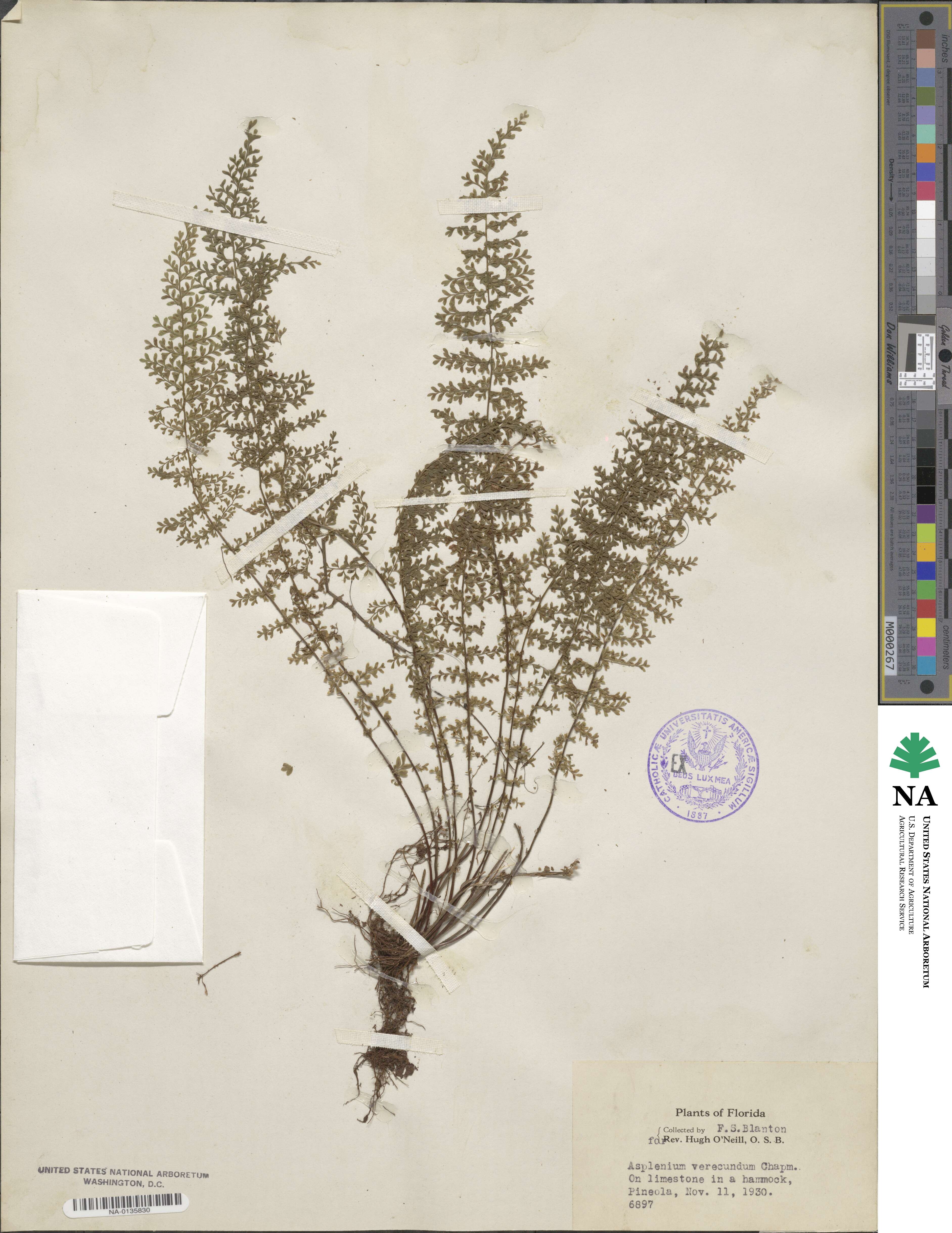Asplenium verecundum image