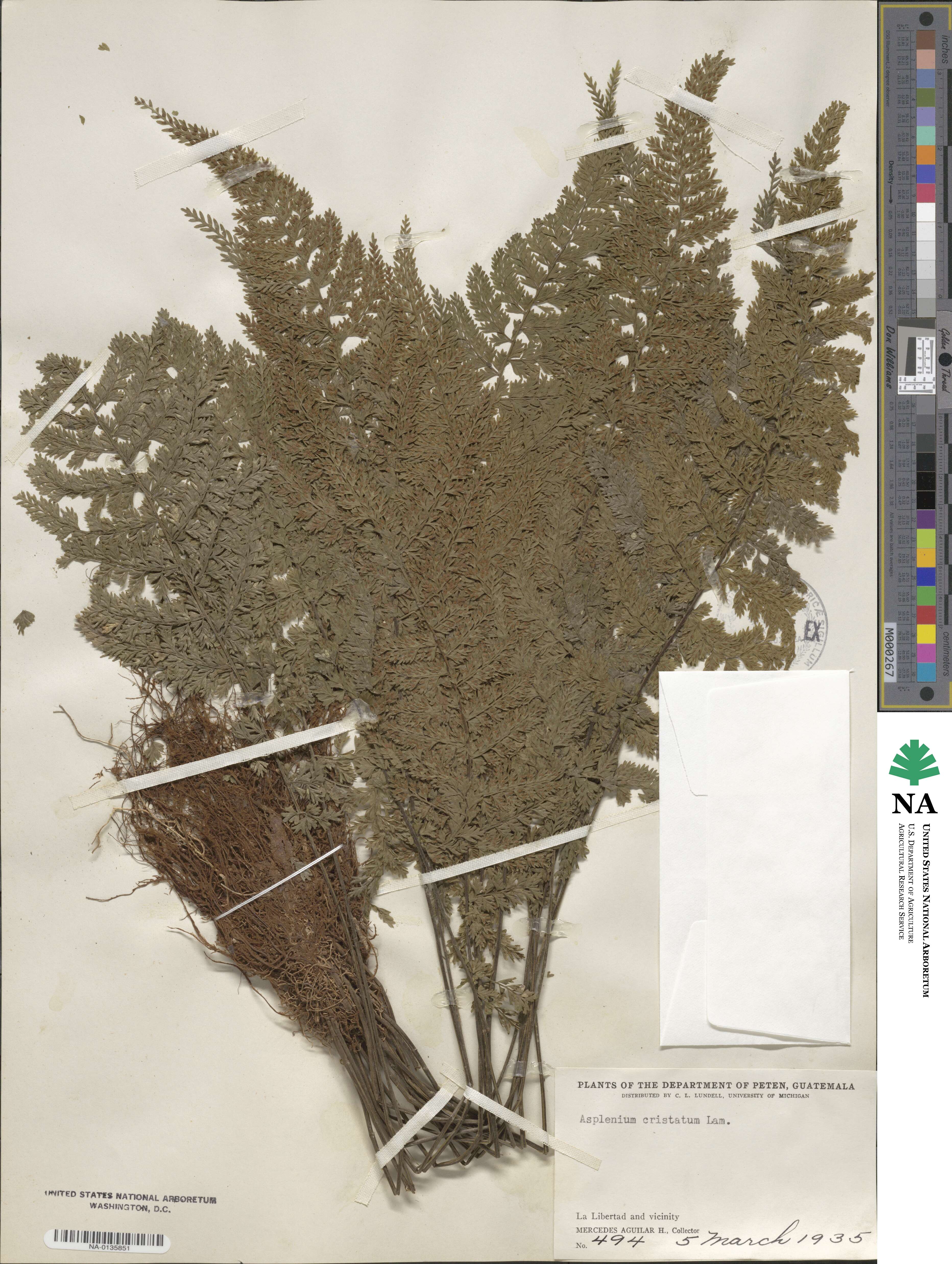 Asplenium cristatum image