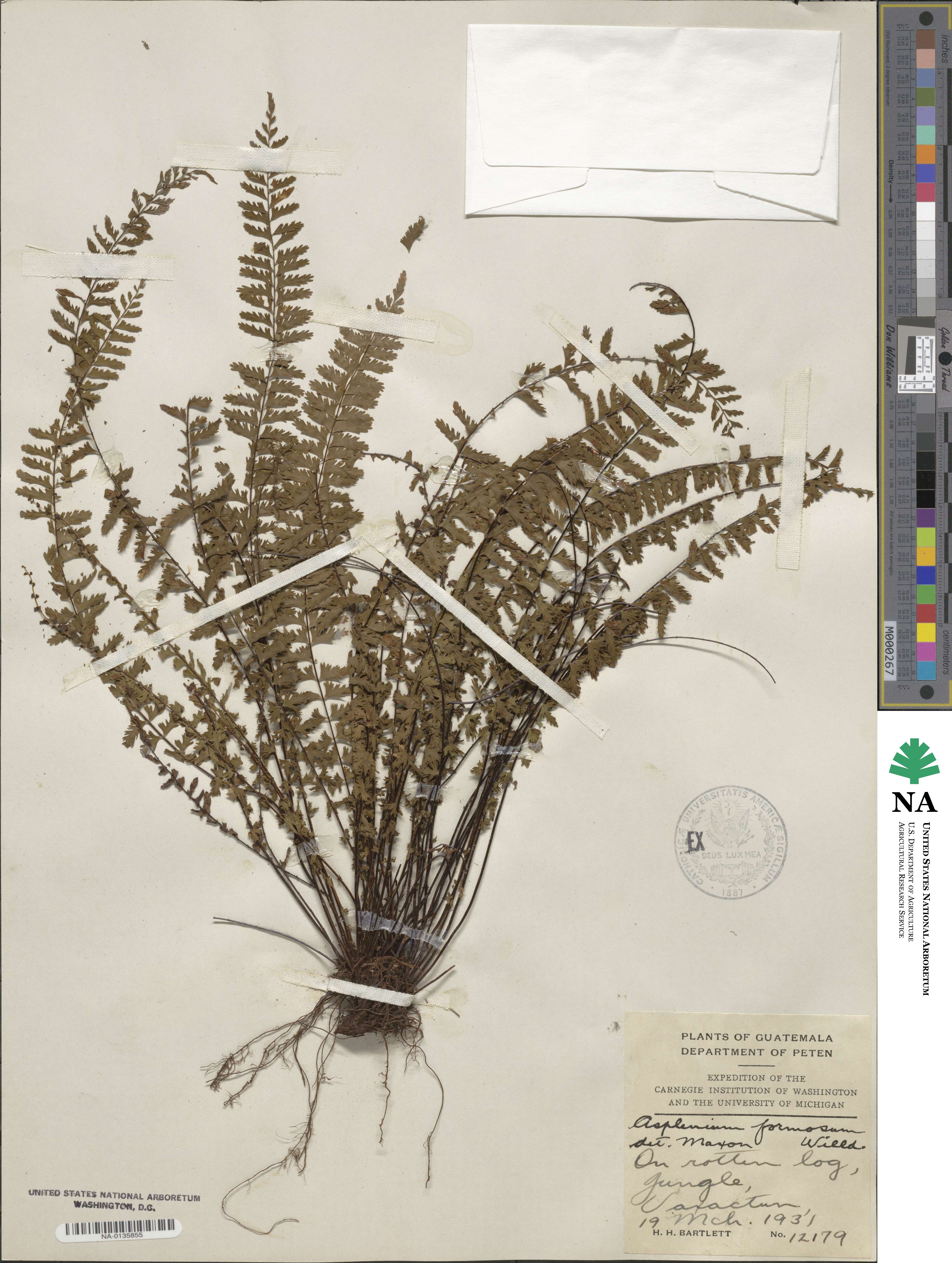 Asplenium formosum image