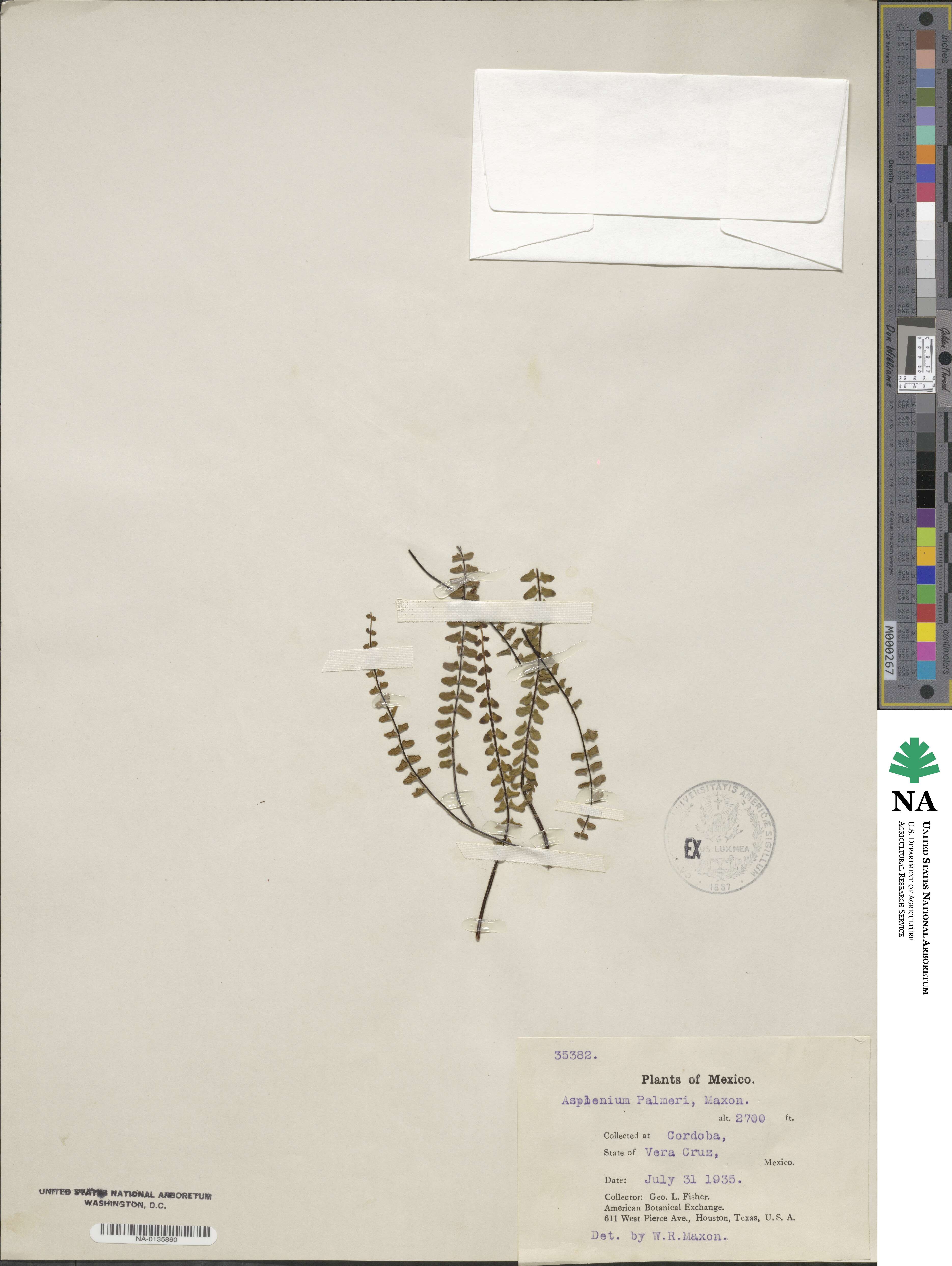 Asplenium palmeri image