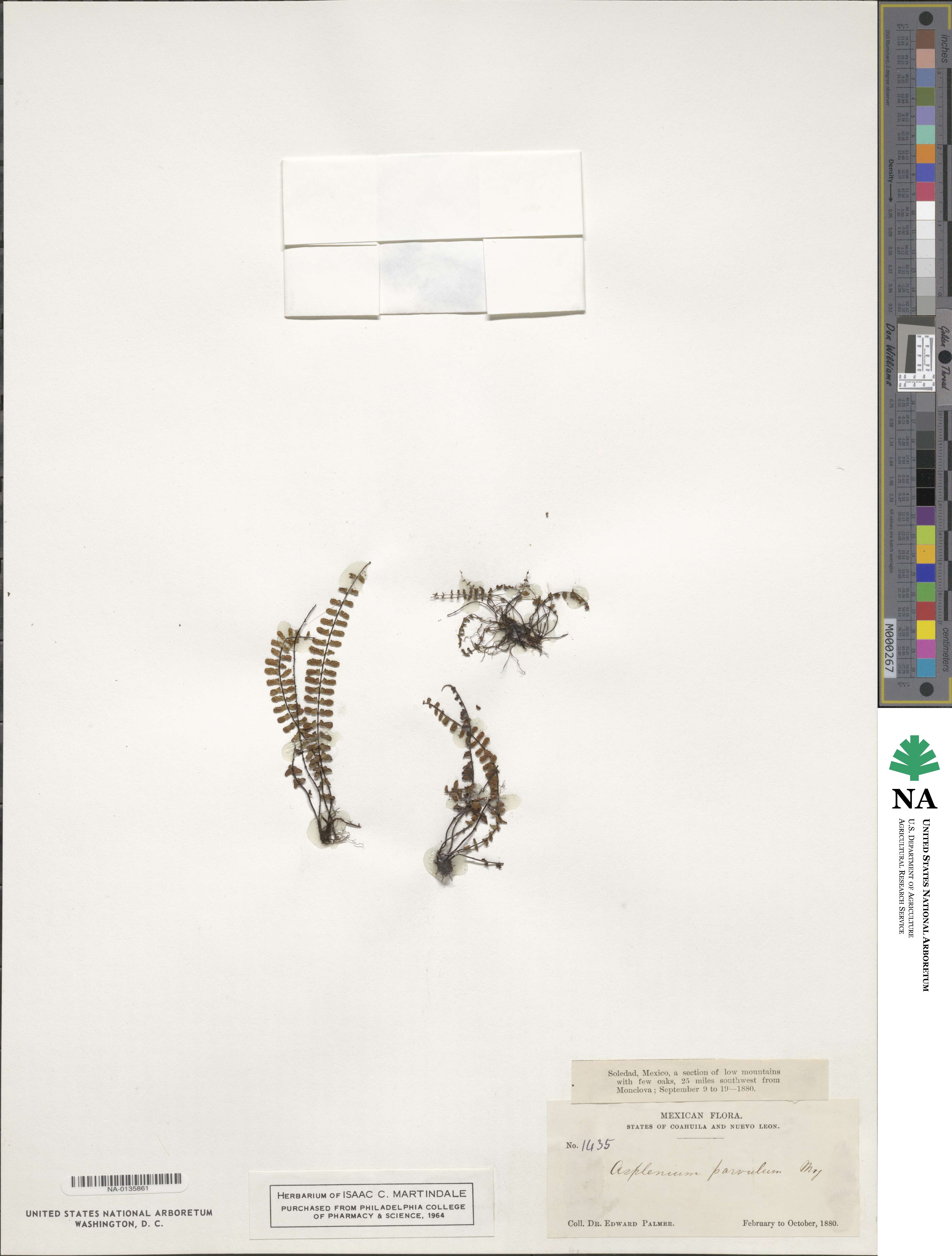 Asplenium parvulum image