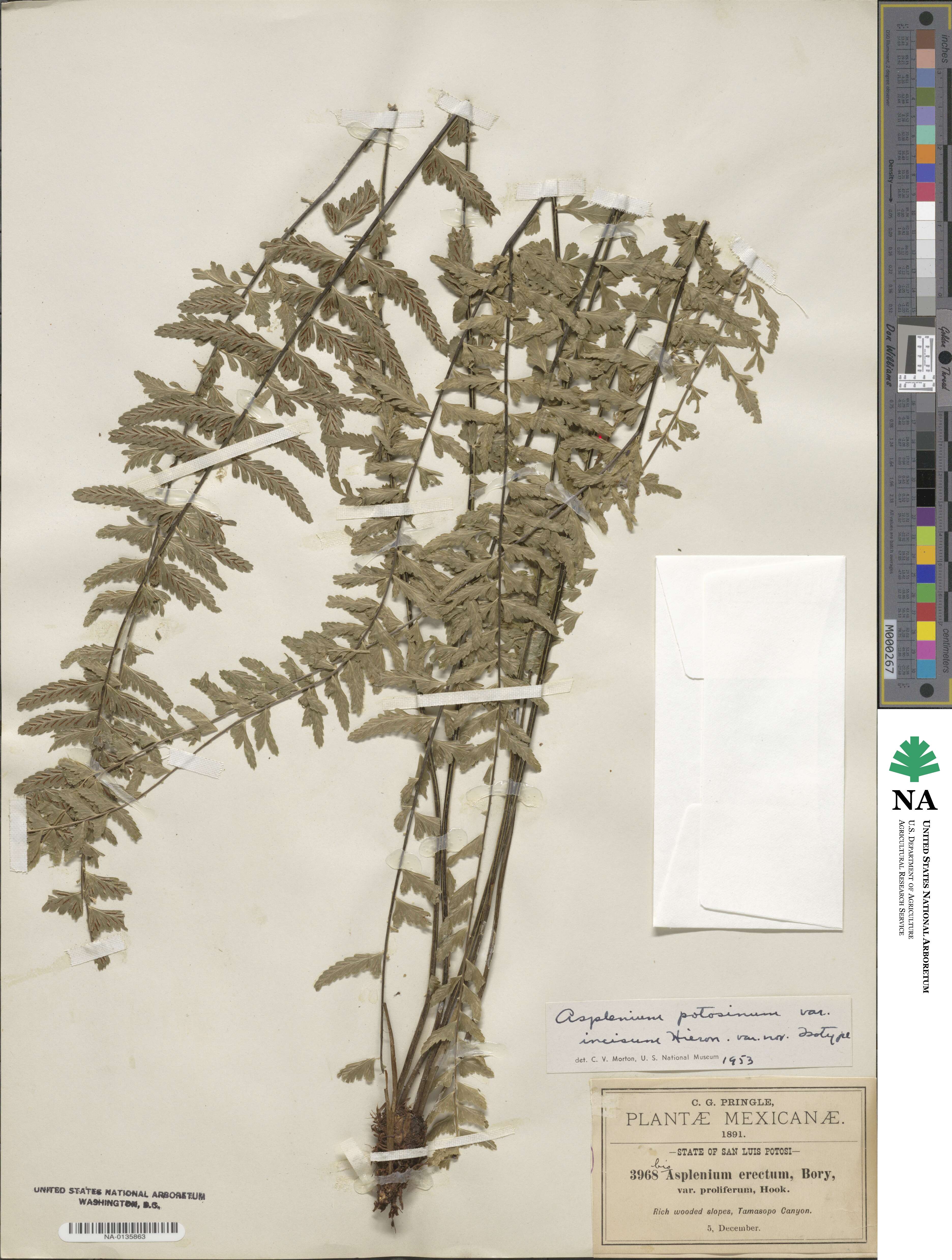 Asplenium potosinum image