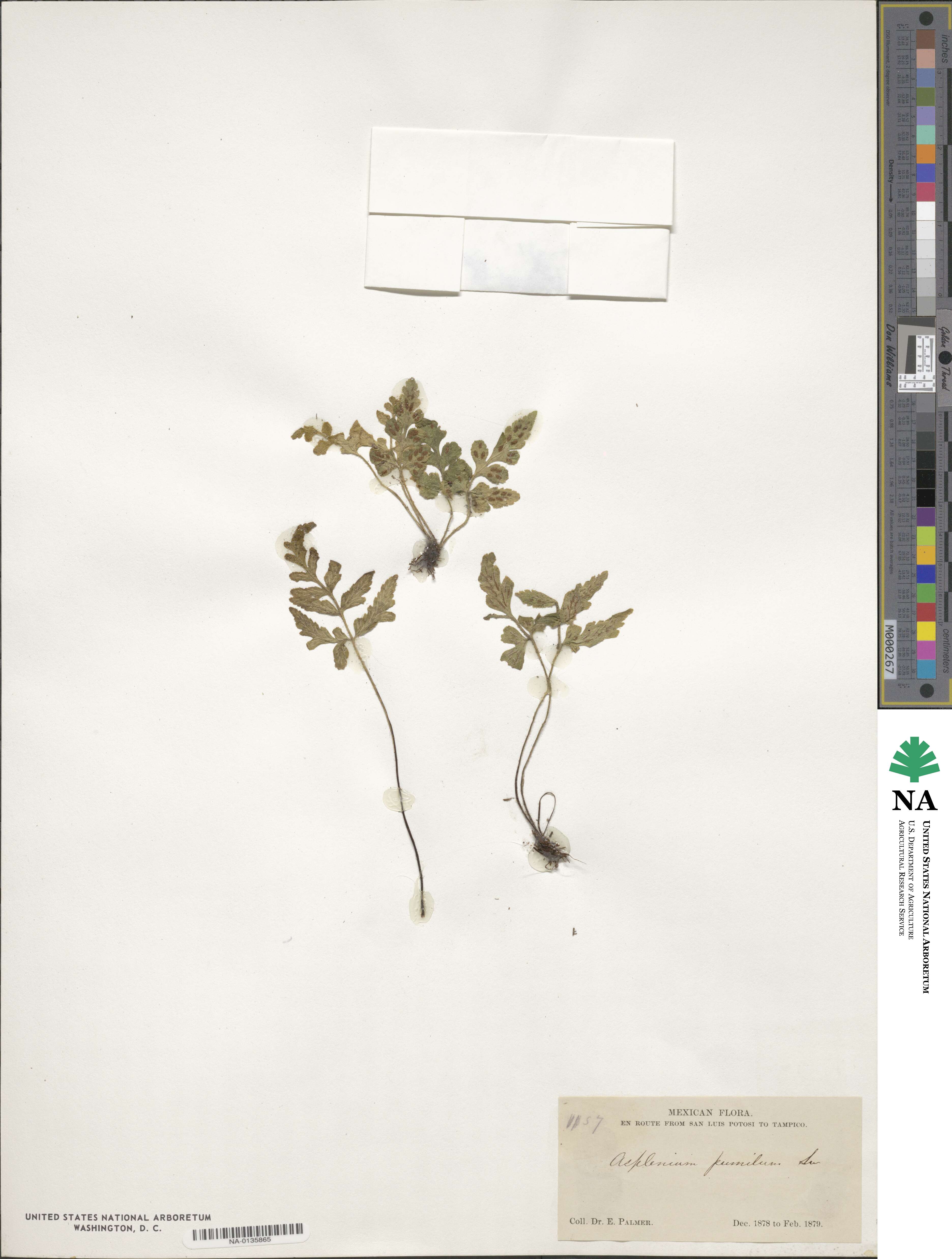 Asplenium pumilum image