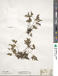 Asplenium pumilum image