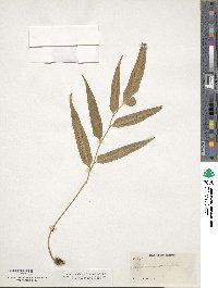 Asplenium salicifolium image