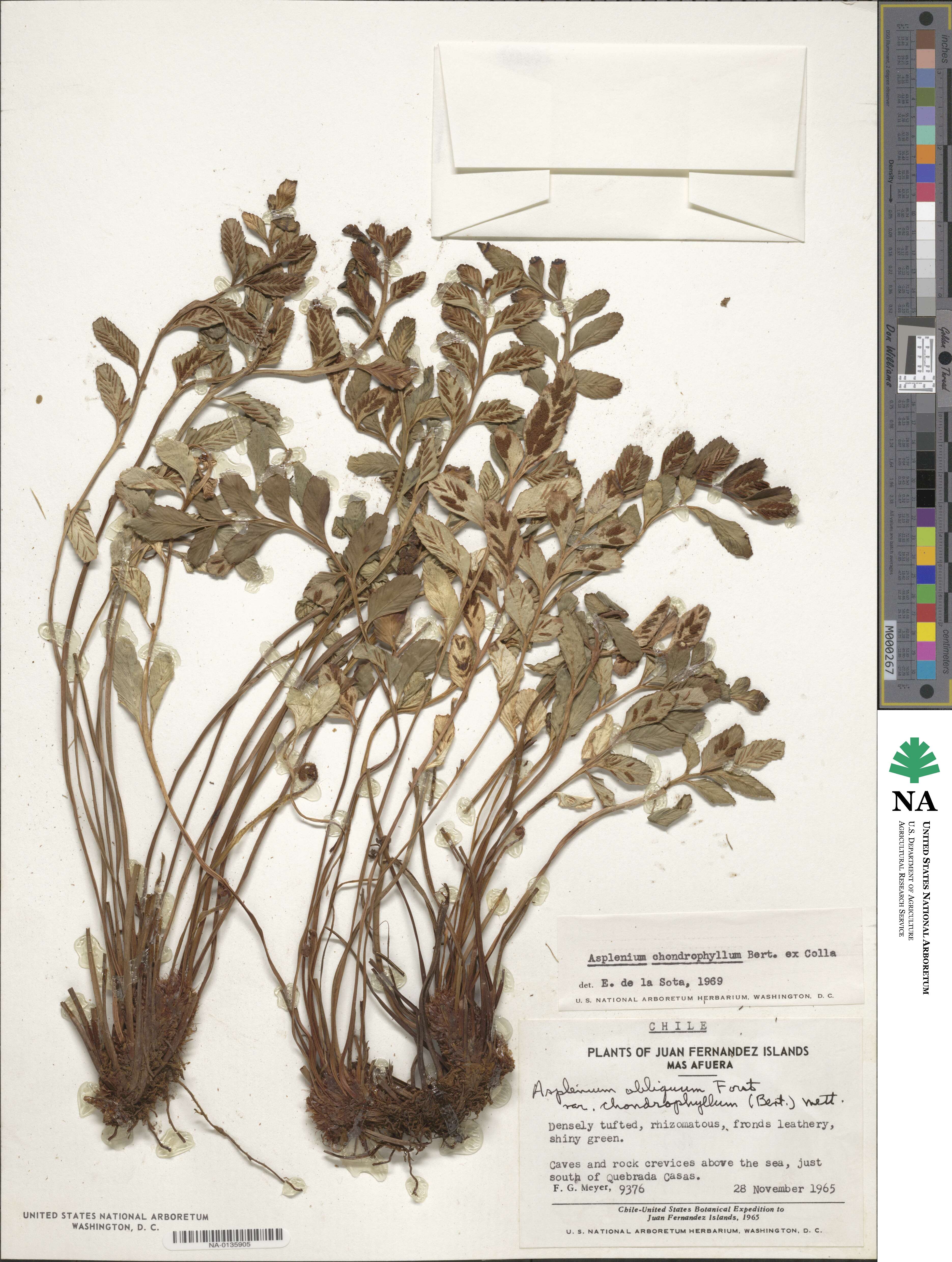 Asplenium obtusatum var. sphenoides image
